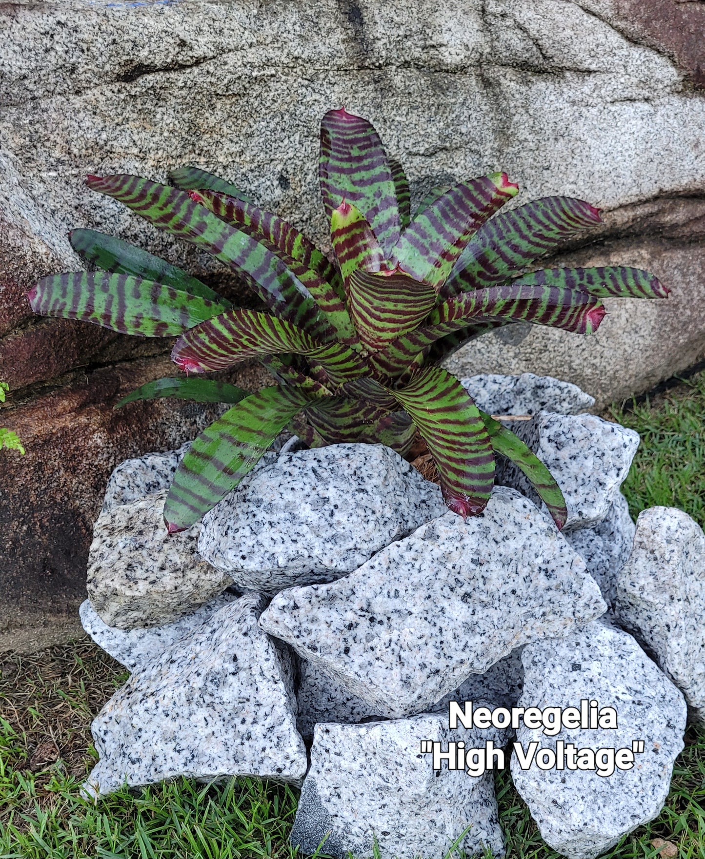 NEOREGELIA HIGH VOLTAGE