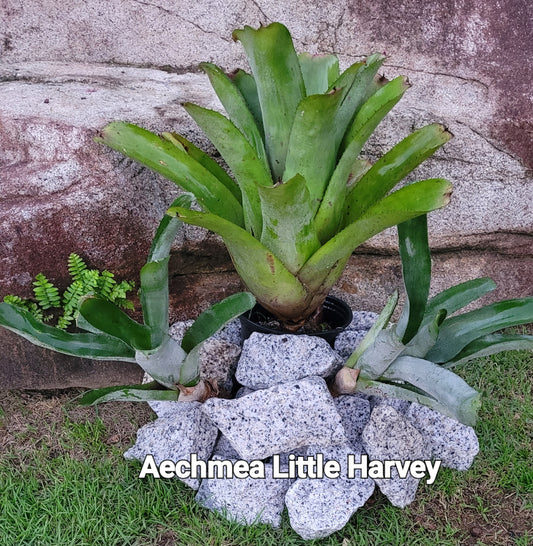 AECHMEA LITTLE HARVEY