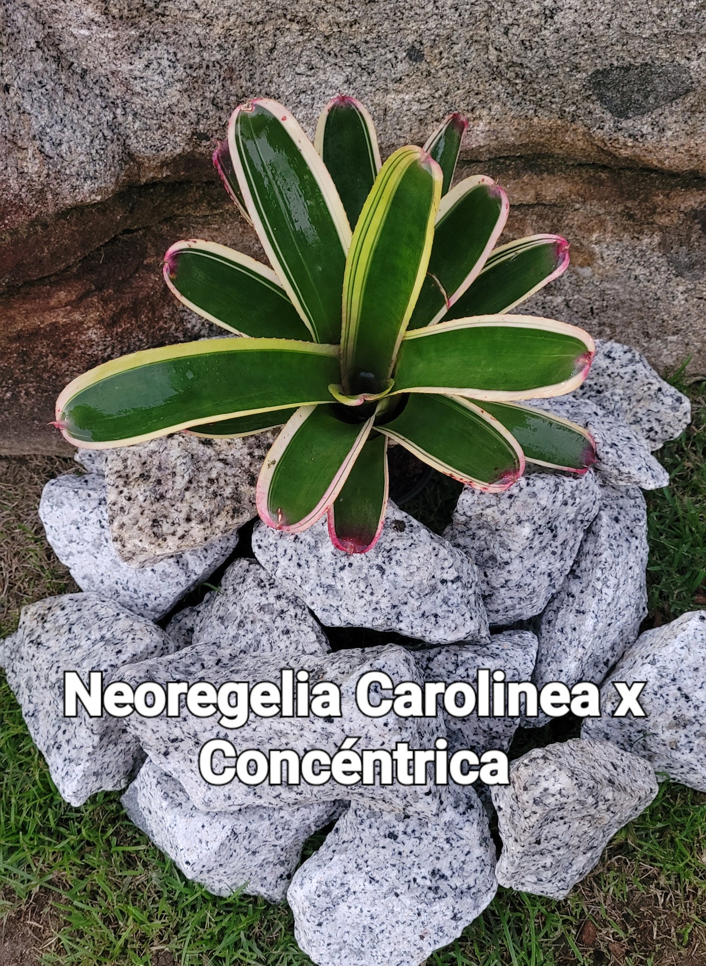 NEOREGELIA CAROLINEA X CONCENTRICA
