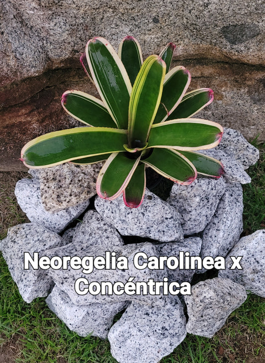NEOREGELIA CAROLINEA X CONCENTRICA