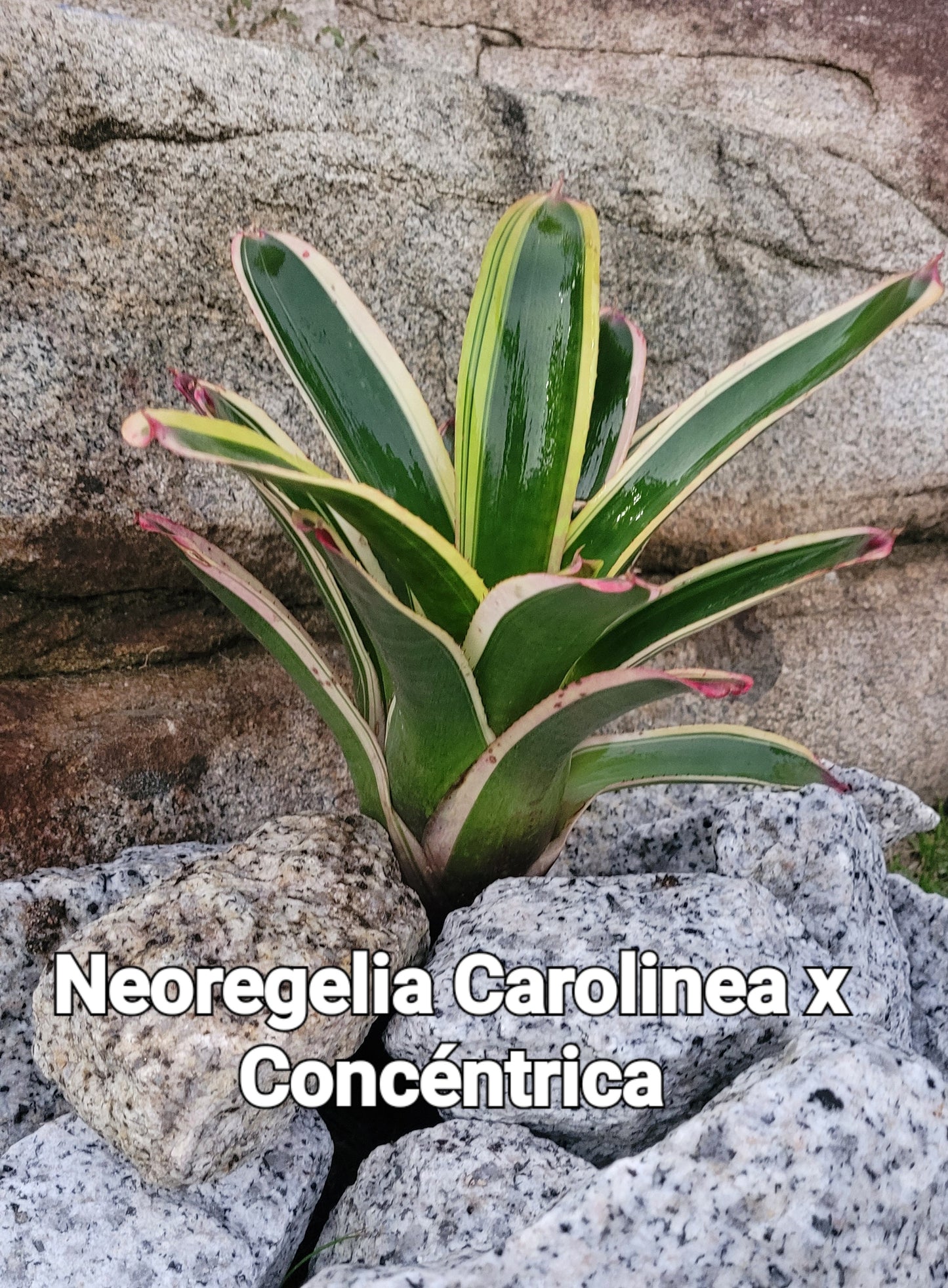 NEOREGELIA CAROLINEA X CONCENTRICA