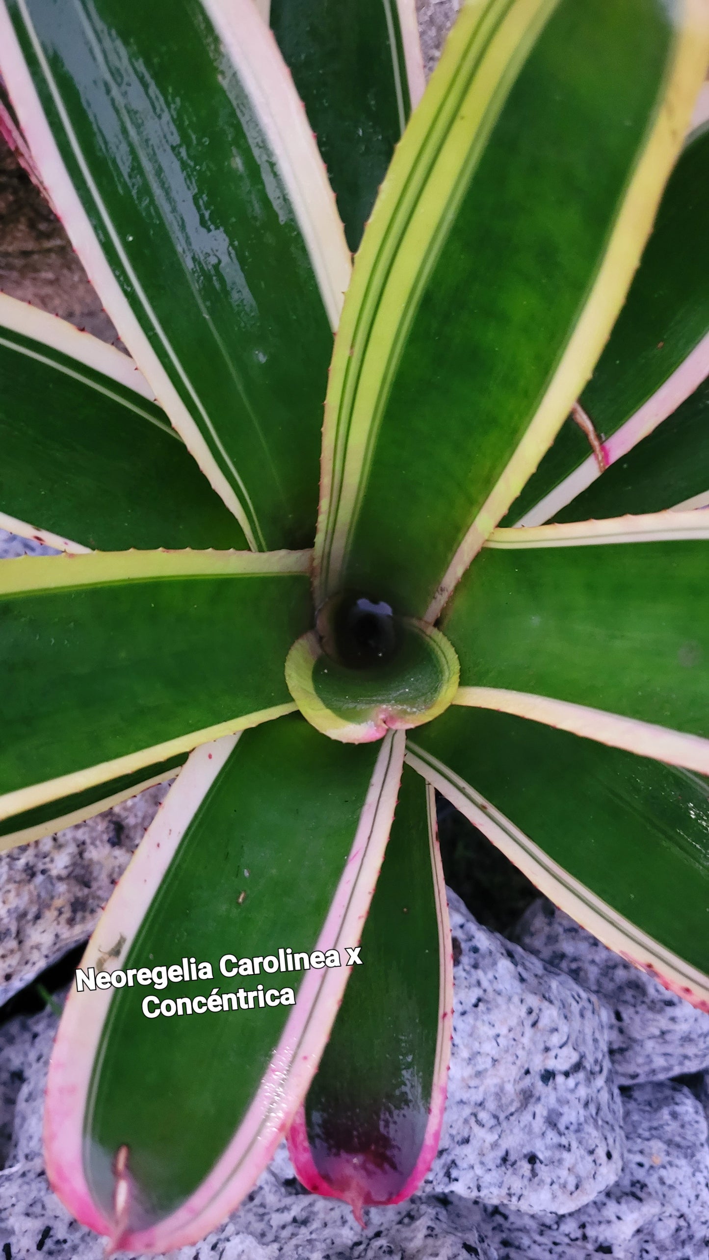 NEOREGELIA CAROLINEA X CONCENTRICA