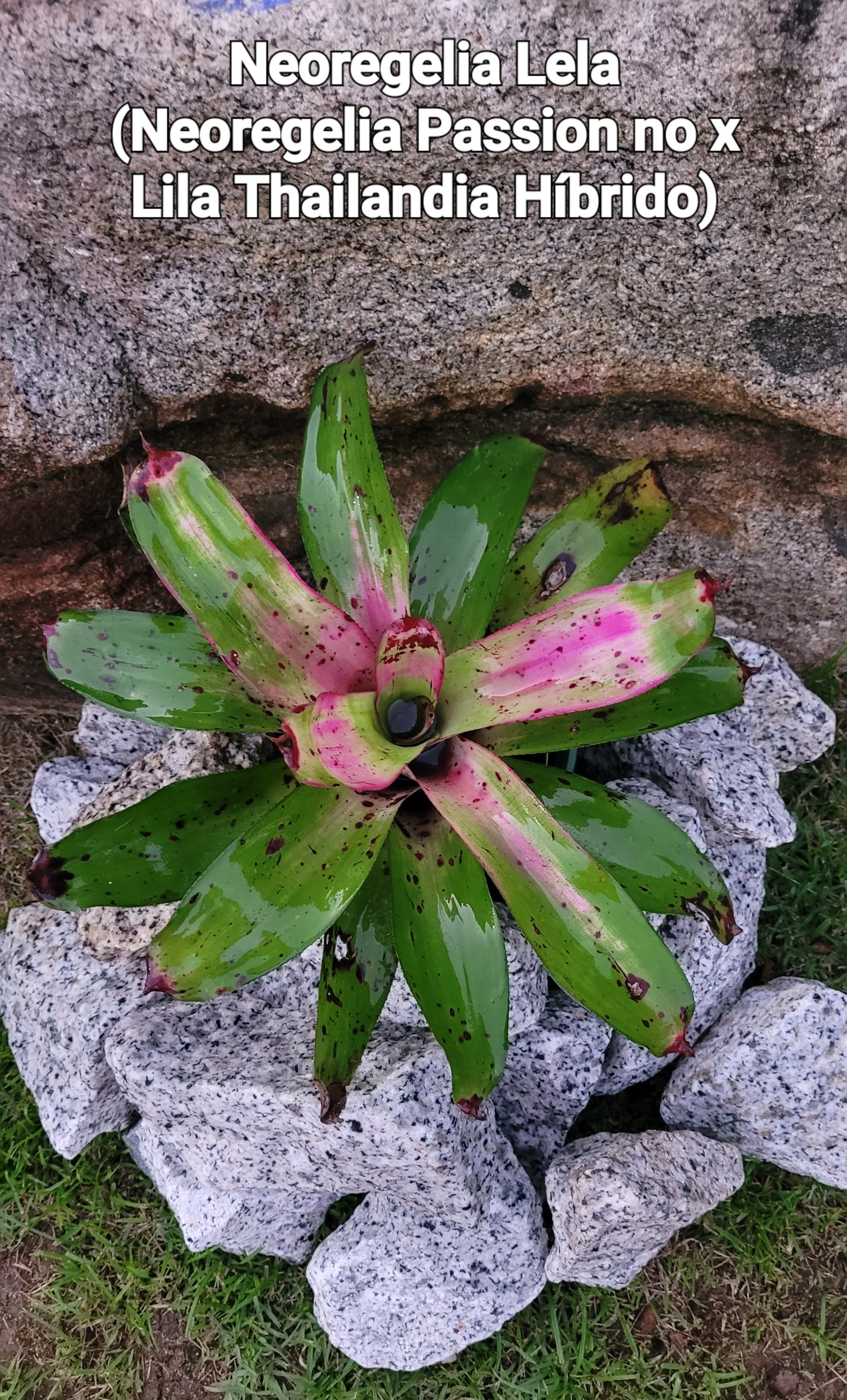 NEOREGELIA LELA (antes Neoregelia Passion no x Lila Thailandia hibrido) 2da generación.