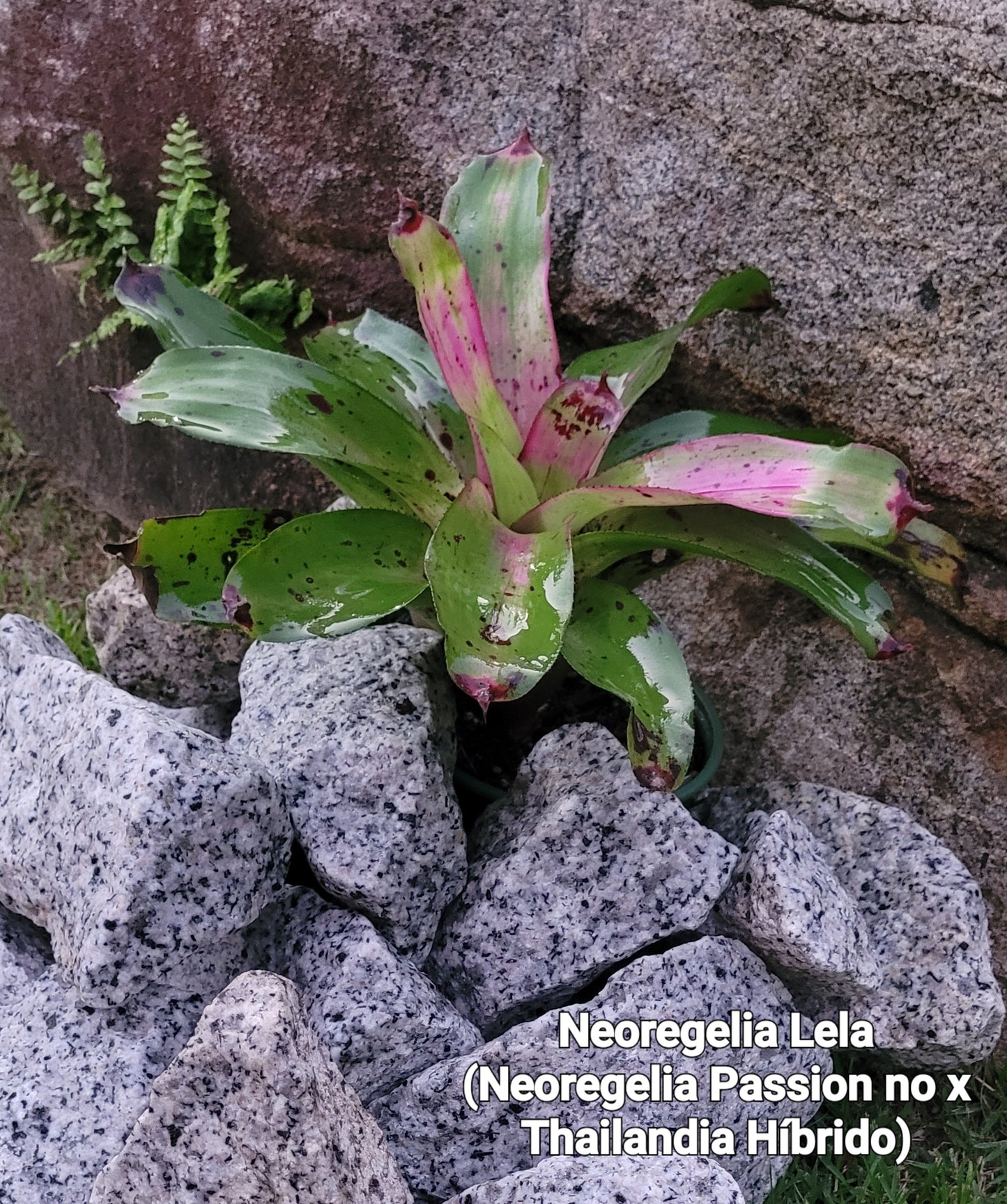NEOREGELIA LELA (antes Neoregelia Passion no x Lila Thailandia hibrido) 2da generación.
