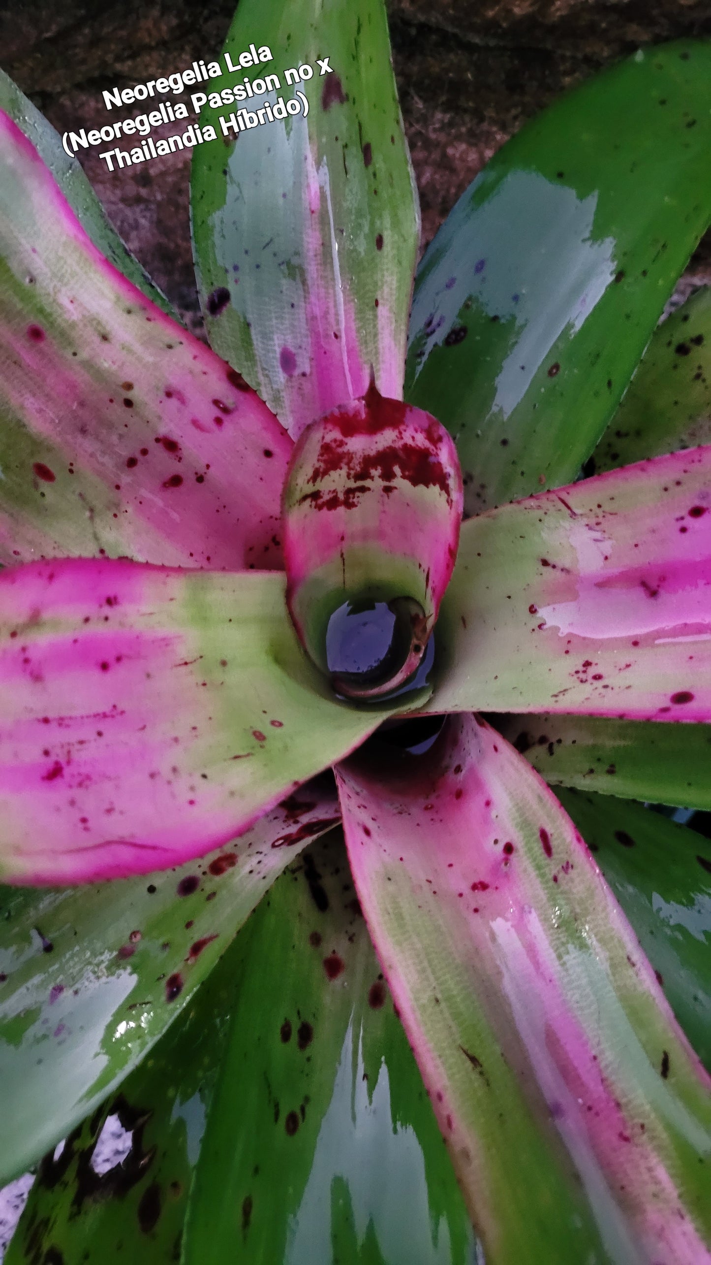 NEOREGELIA LELA (antes Neoregelia Passion no x Lila Thailandia hibrido) 2da generación.