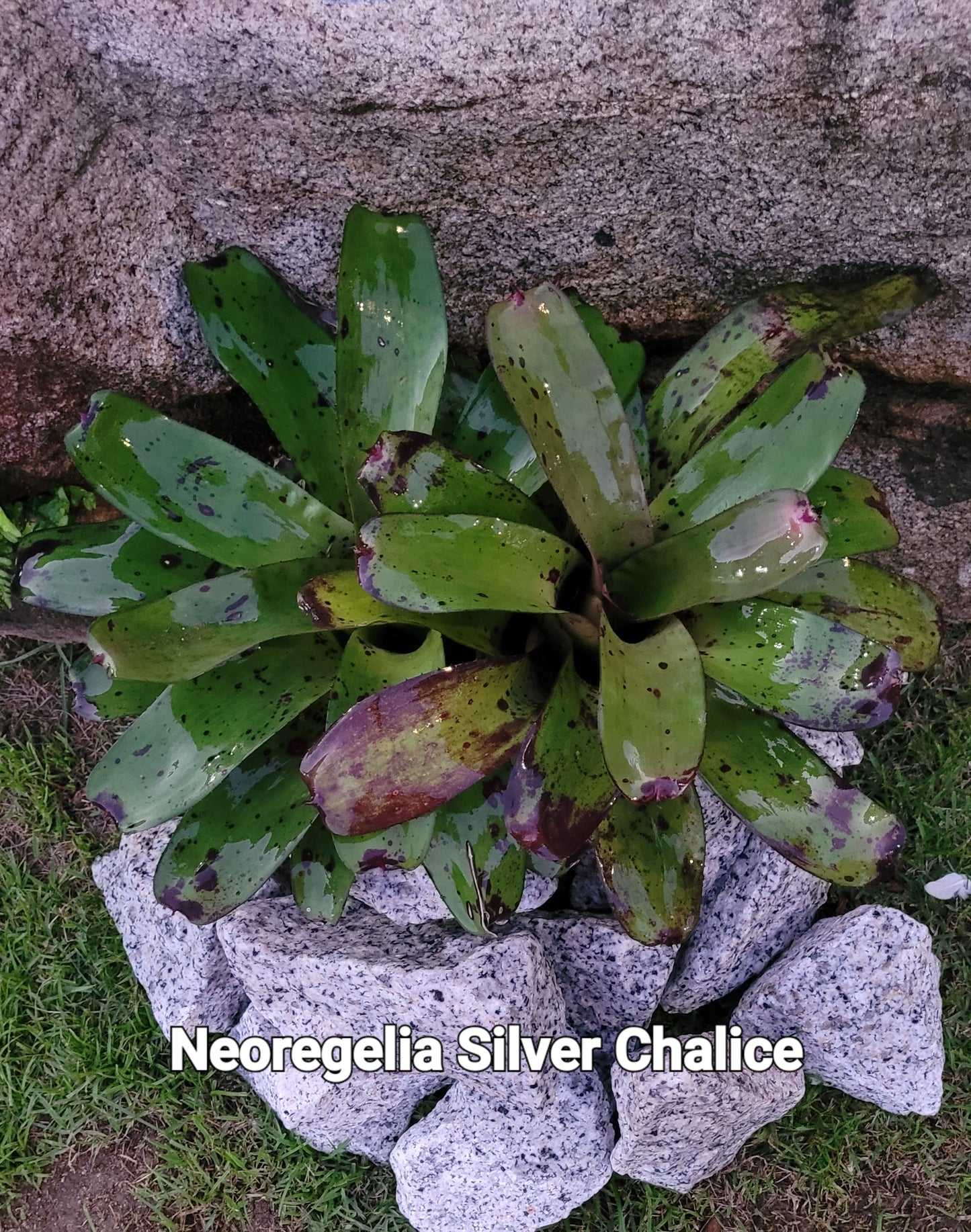 NEOREGELIA SILVER CHALICE