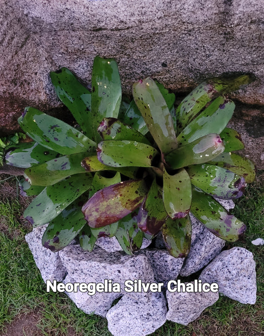 NEOREGELIA SILVER CHALICE
