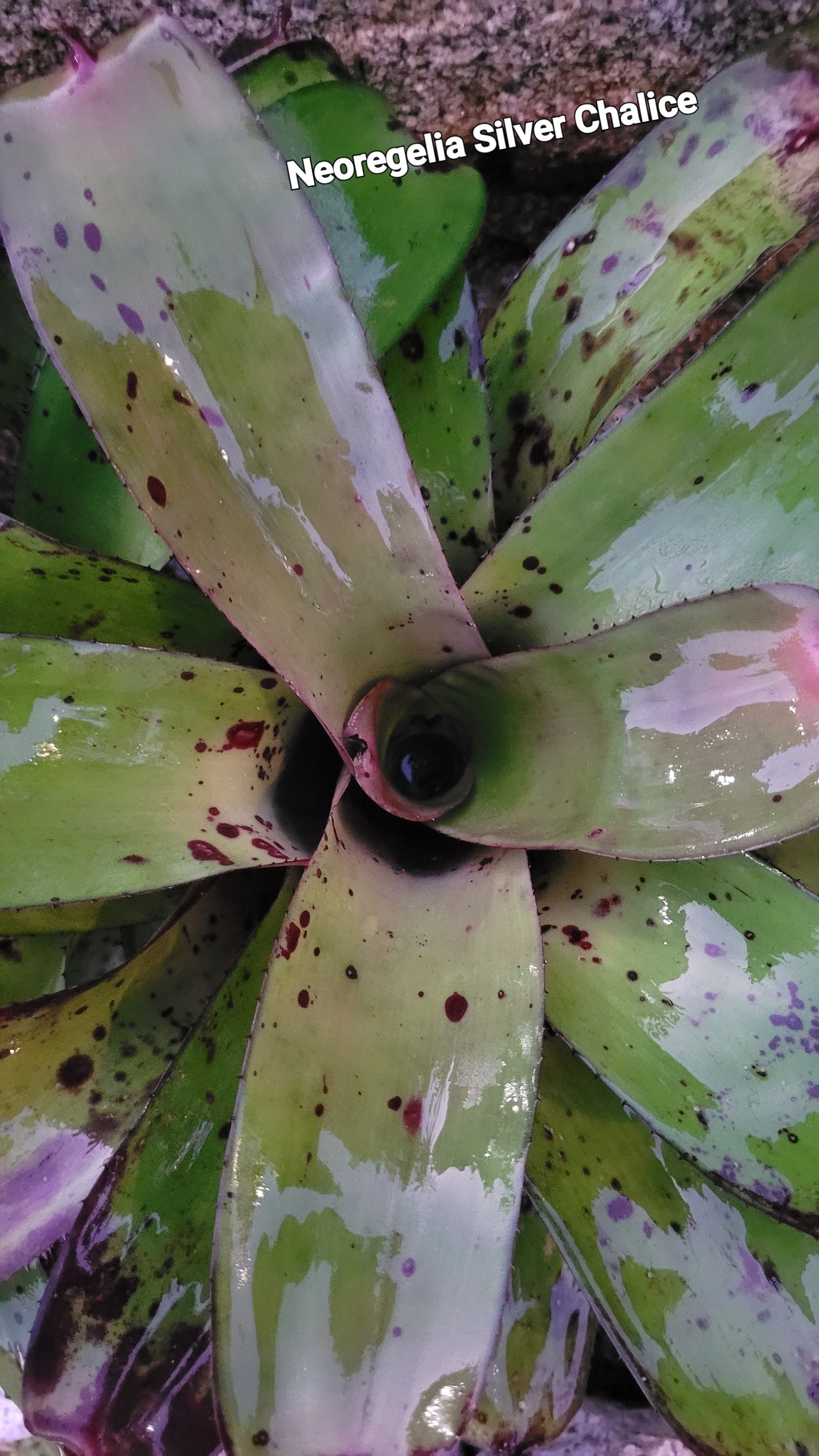 NEOREGELIA SILVER CHALICE