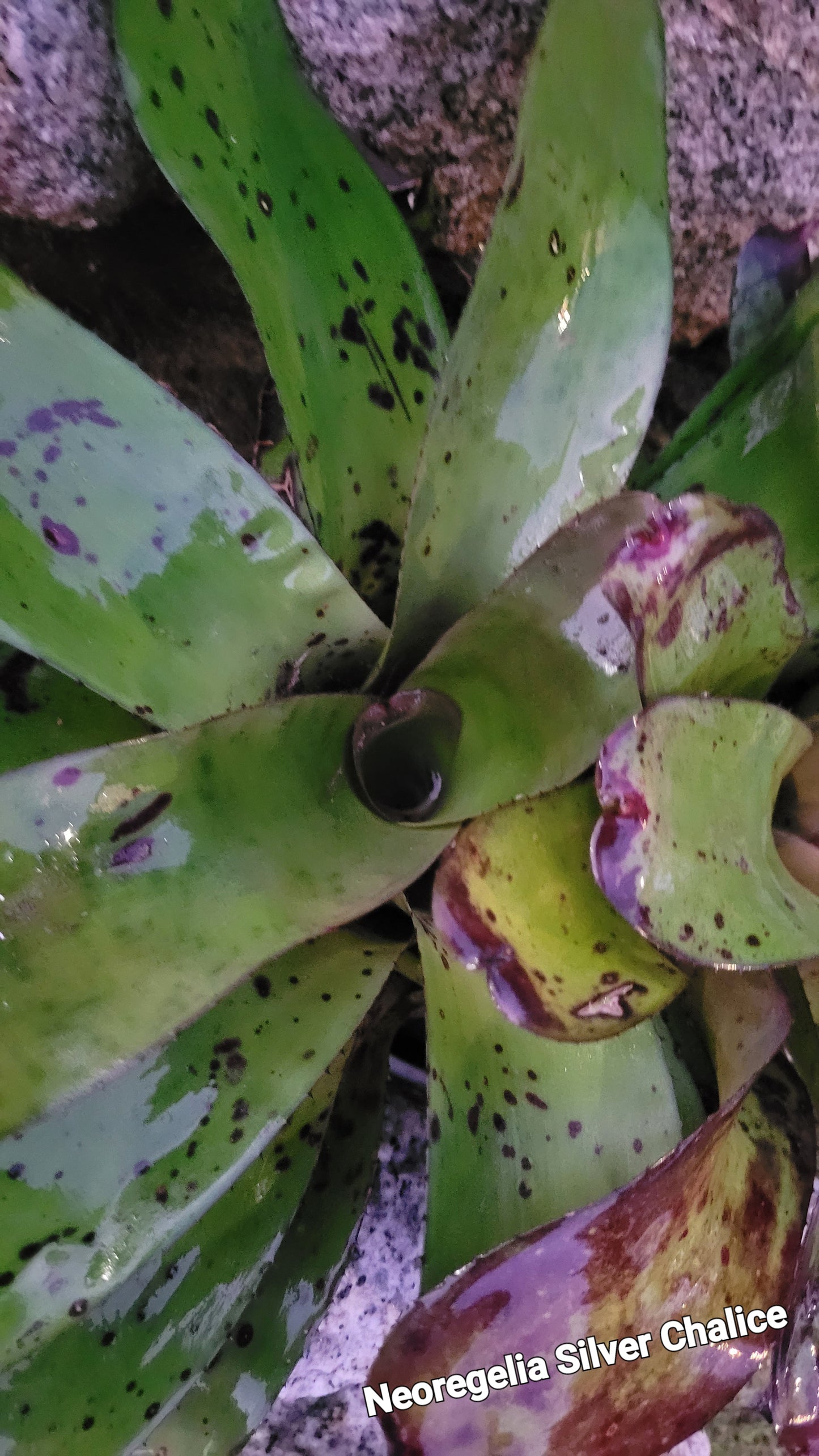 NEOREGELIA SILVER CHALICE