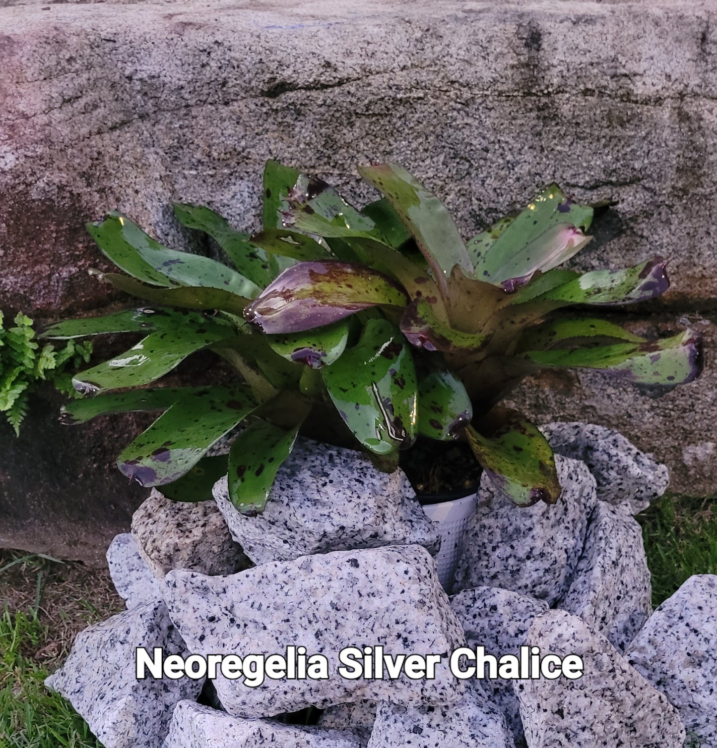 NEOREGELIA SILVER CHALICE