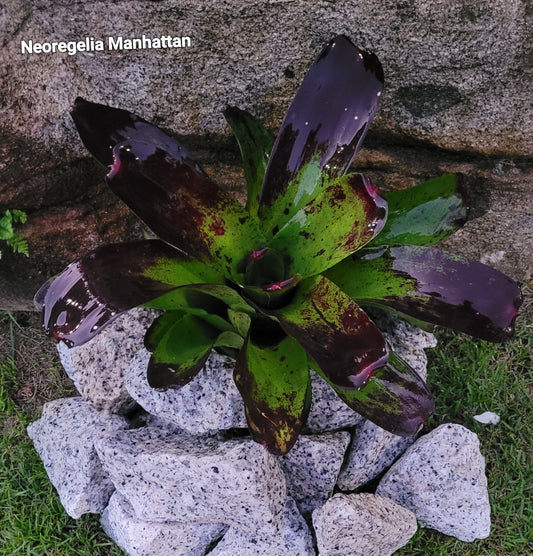 NEOREGELIA MANHATTAN