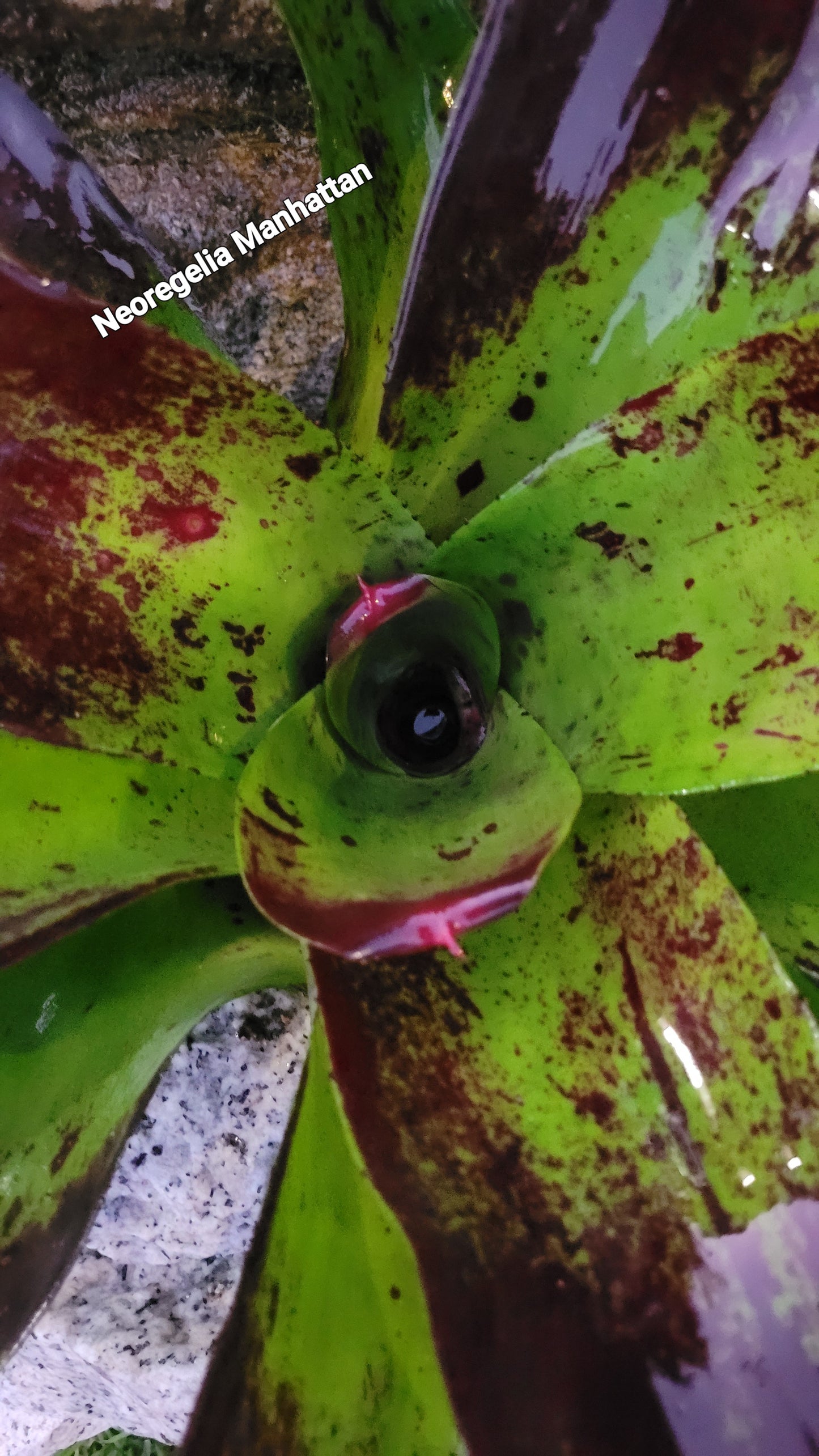 NEOREGELIA MANHATTAN