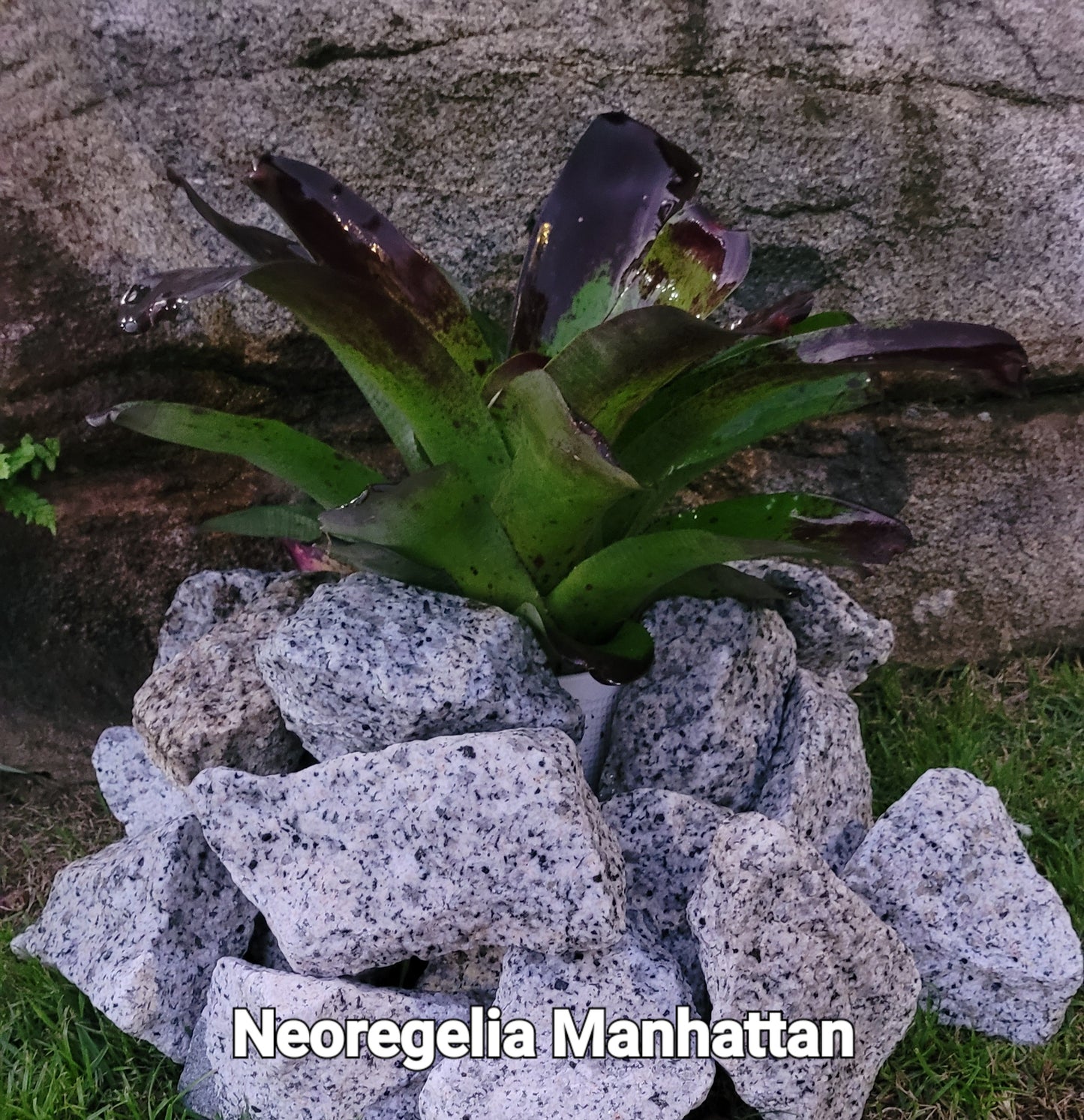 NEOREGELIA MANHATTAN