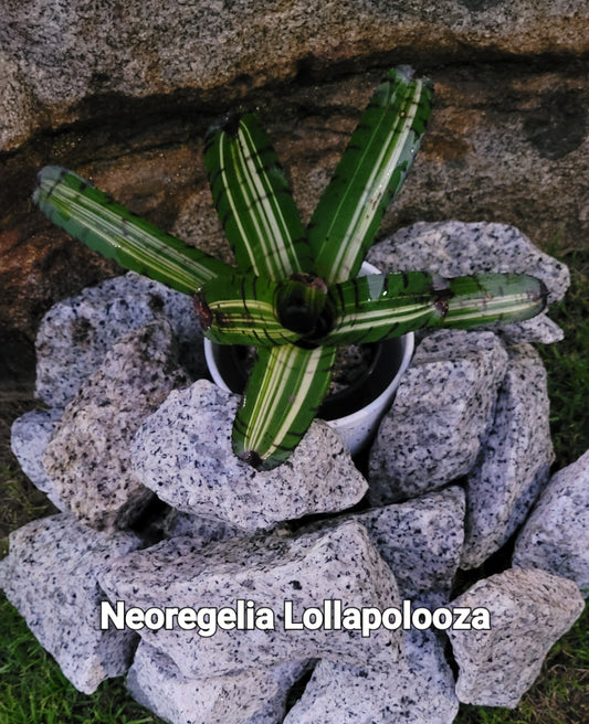 NEOREGELIA LOLLAPOLLOOZA