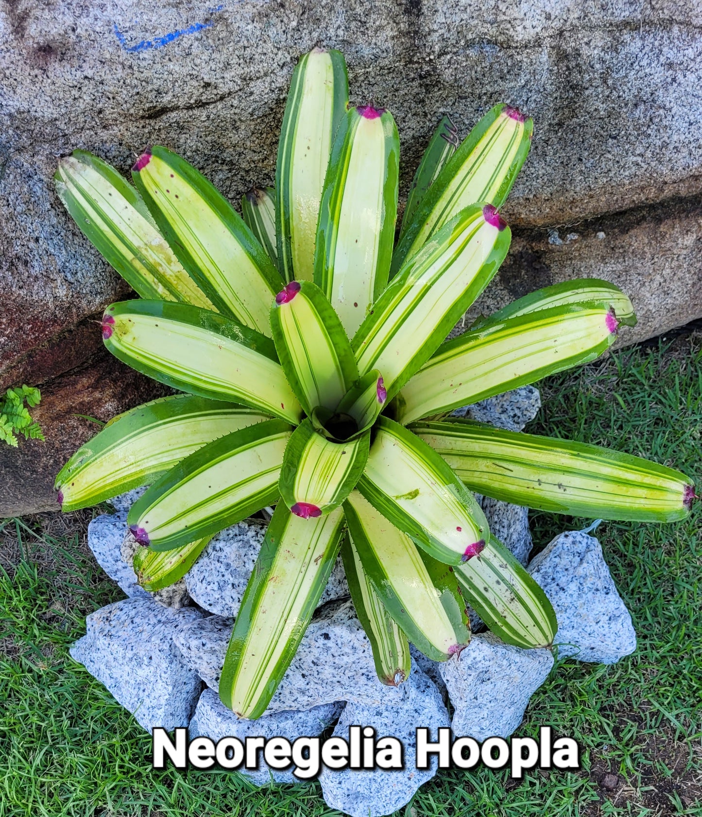 NEOREGELIA HOOPLA