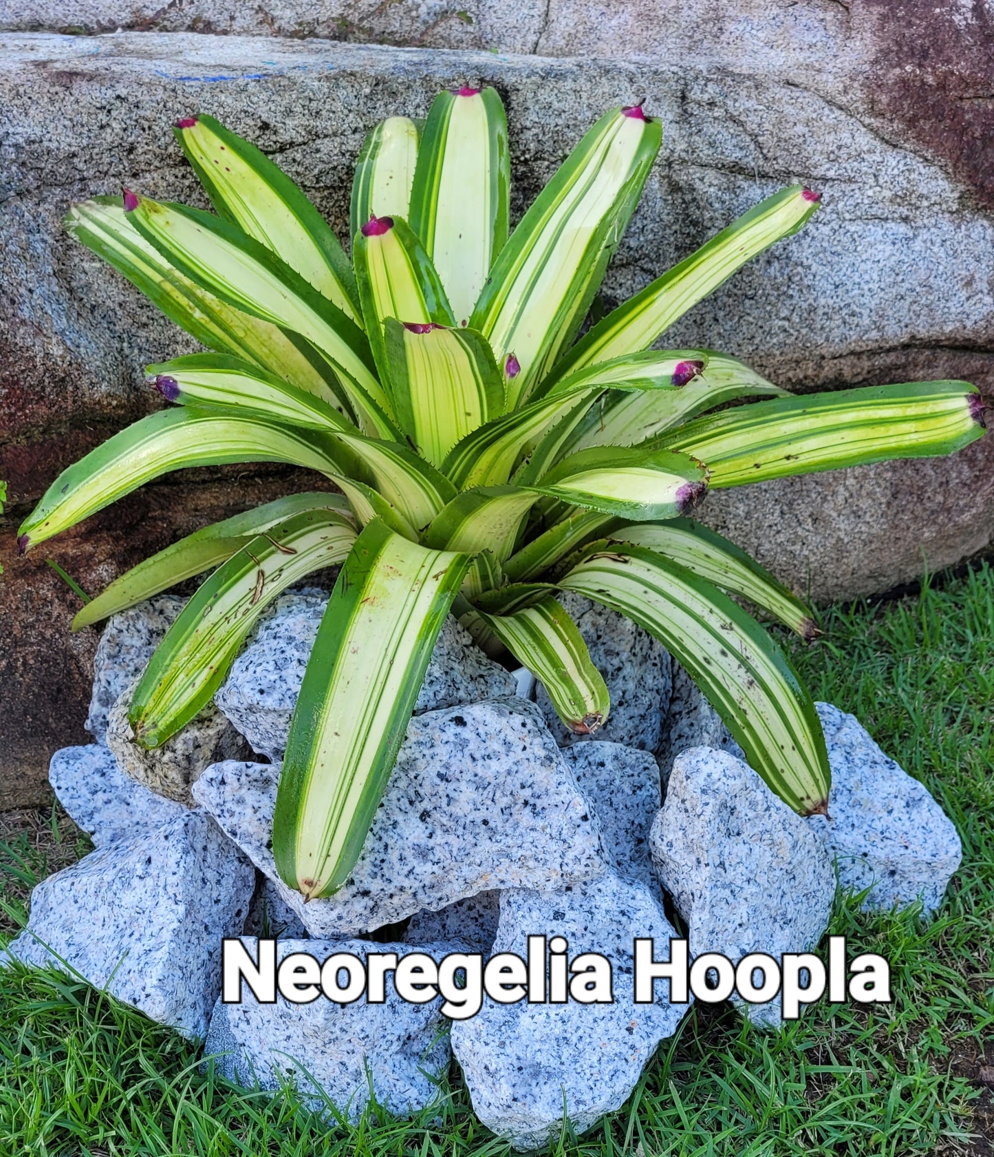 NEOREGELIA HOOPLA
