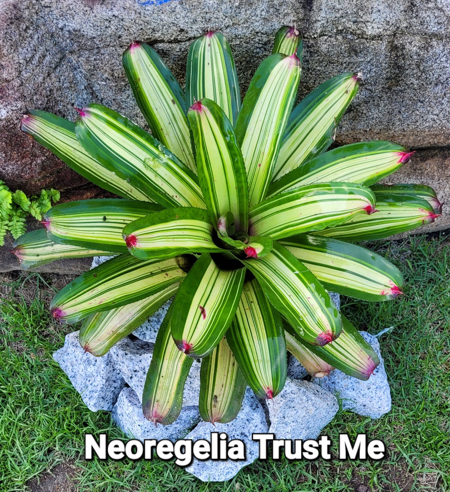 NEOREGELIA TRUST ME