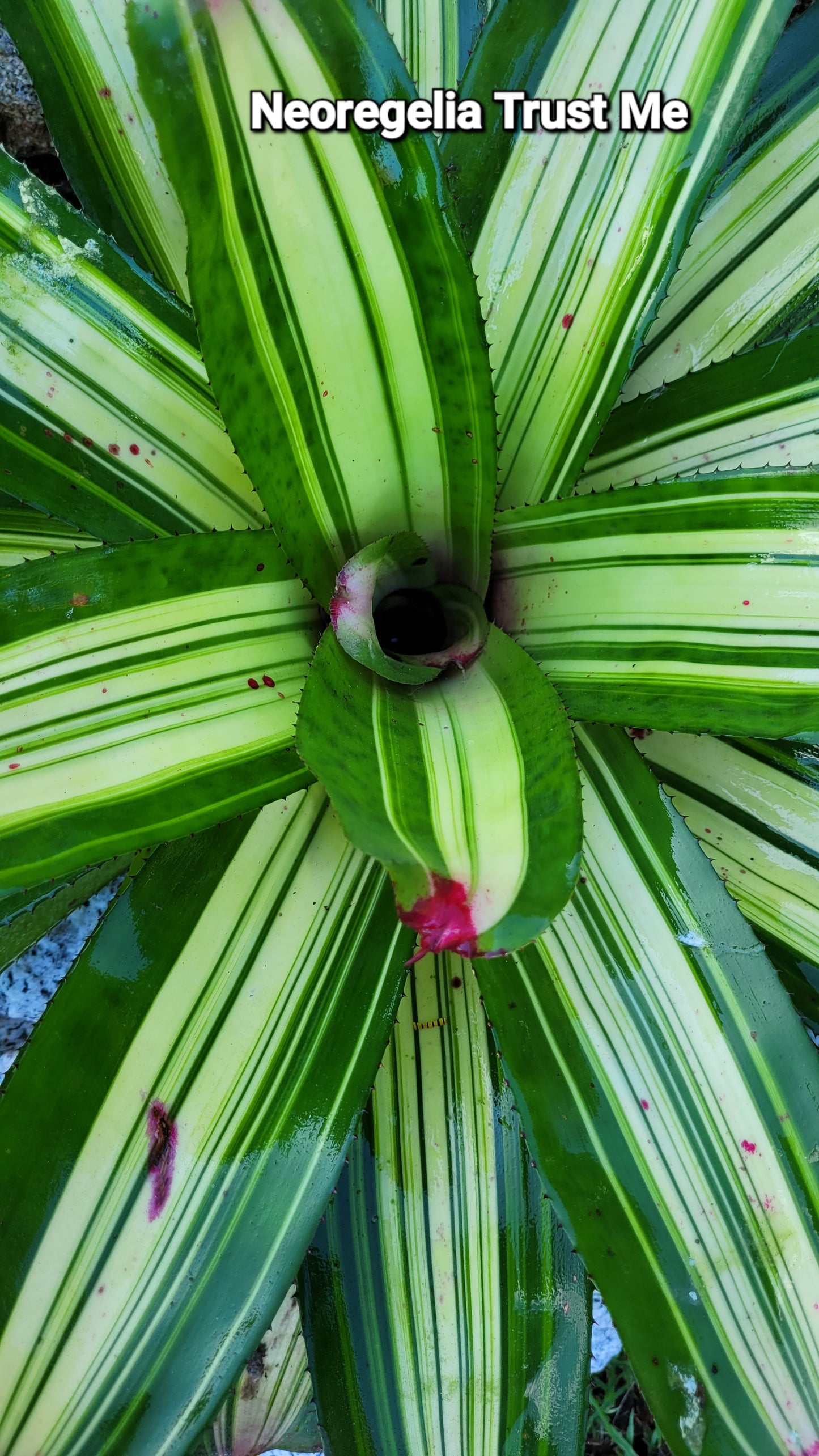 NEOREGELIA TRUST ME