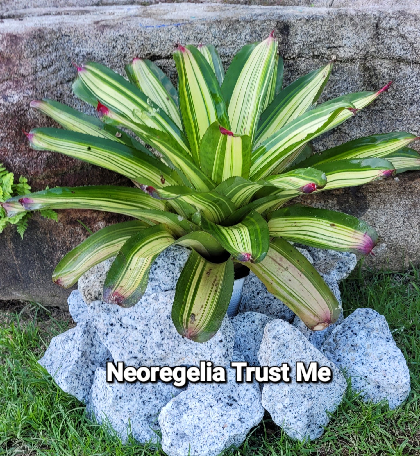 NEOREGELIA TRUST ME