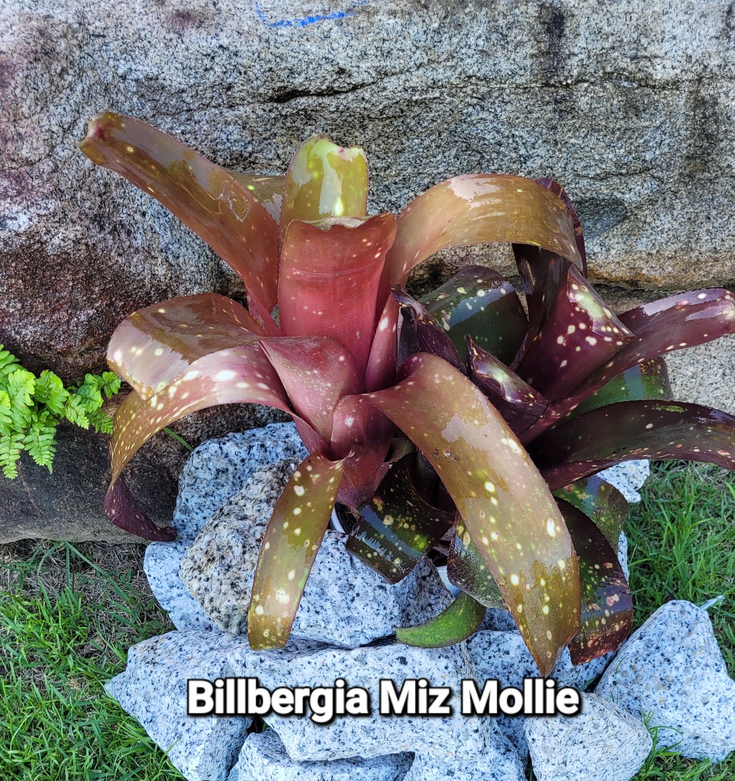 BILLBERGIA MIZ MOLLIE (COLECCION)