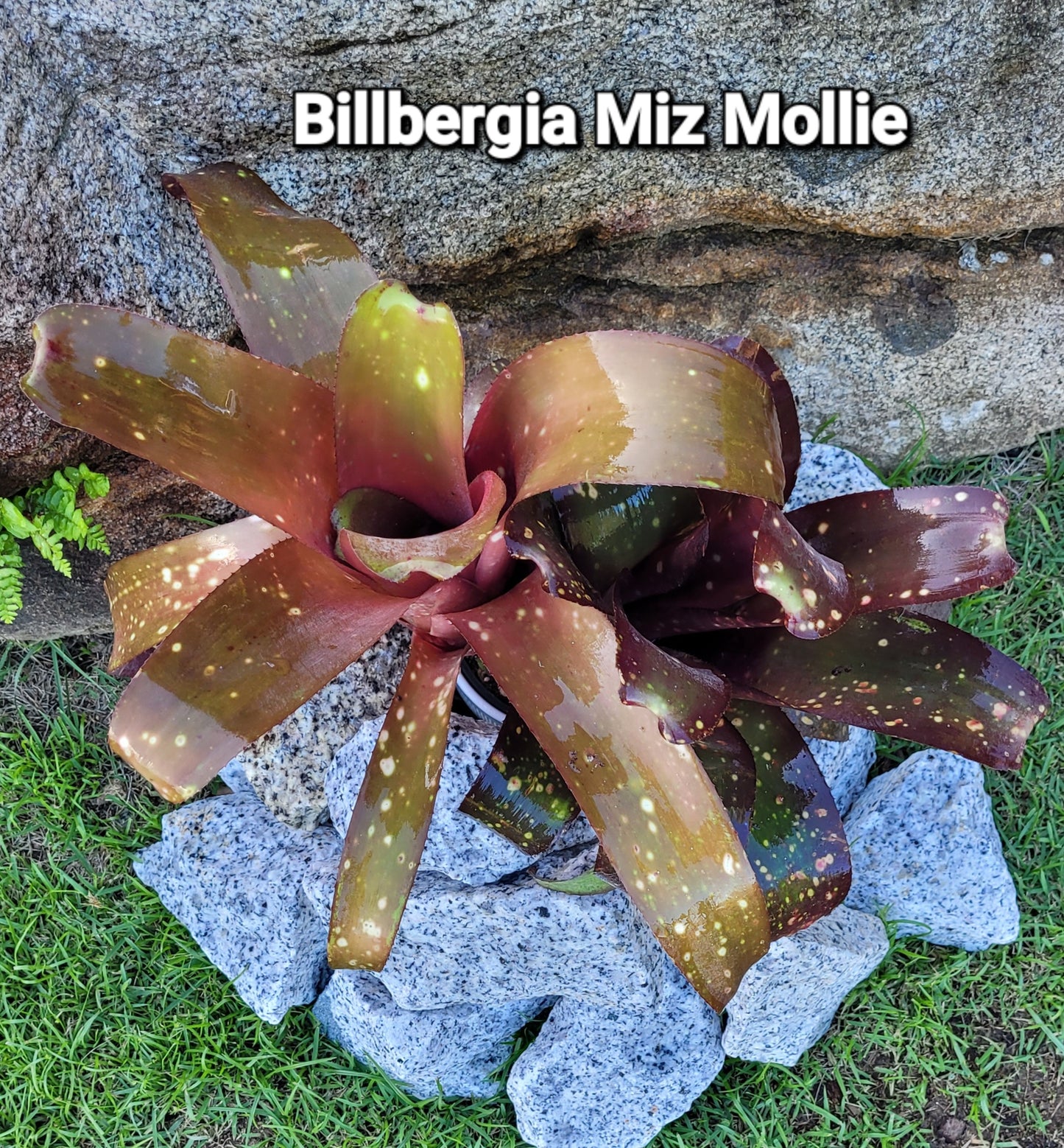 BILLBERGIA MIZ MOLLIE (COLECCION)