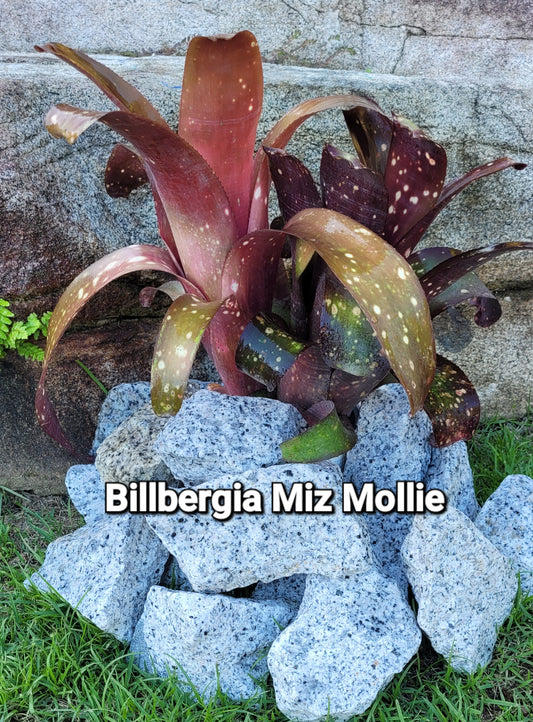 BILLBERGIA MIZ MOLLIE