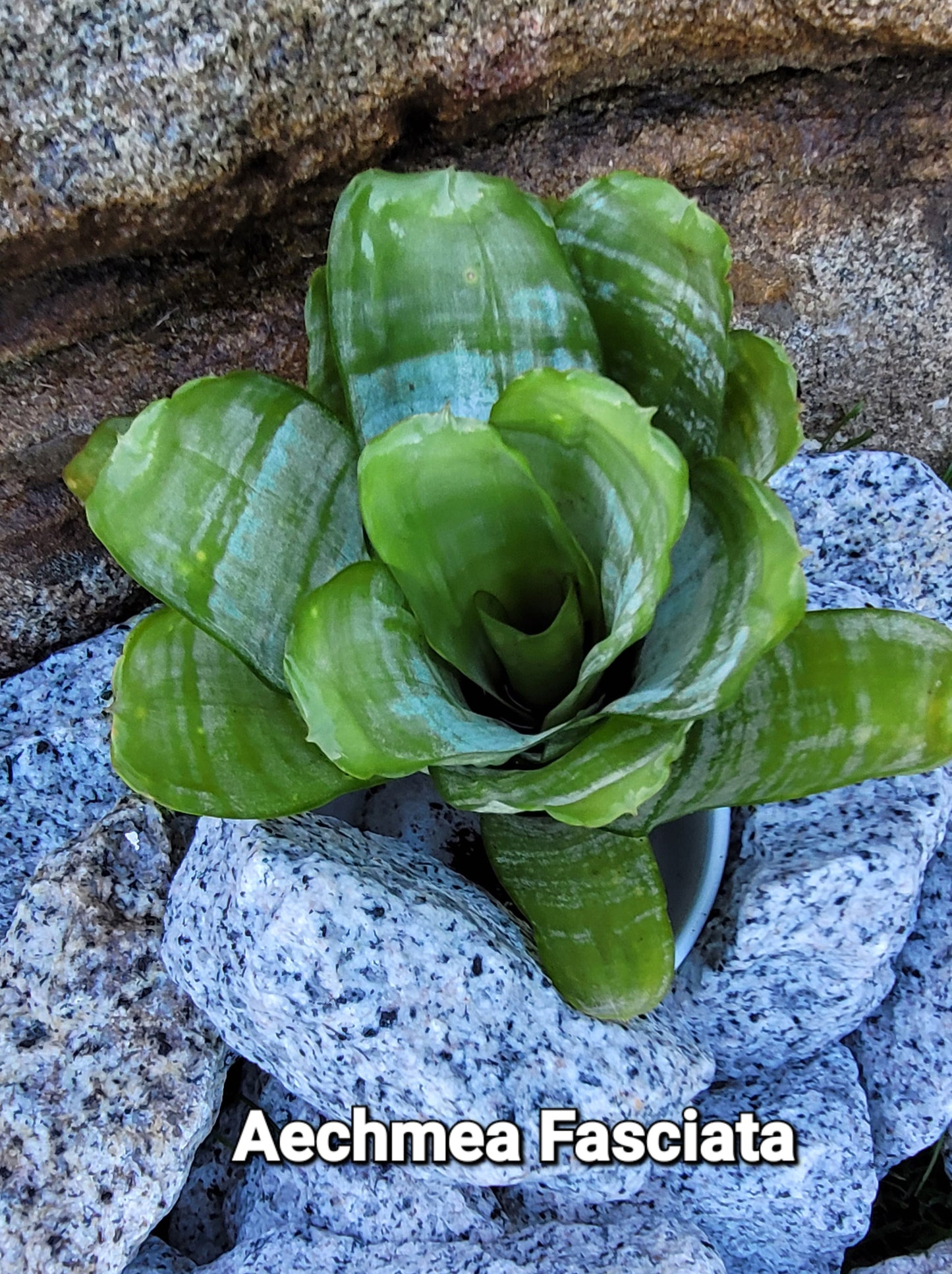 AECHMEA FASCIATA