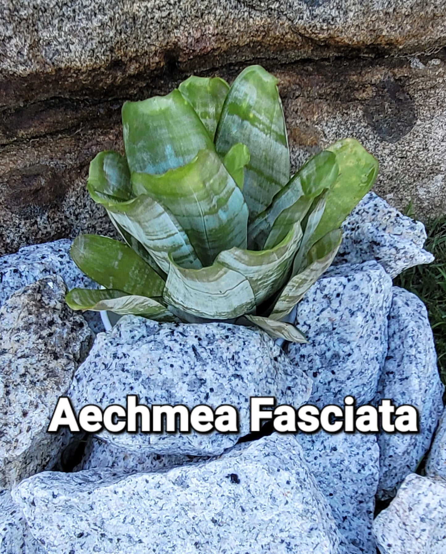 AECHMEA FASCIATA