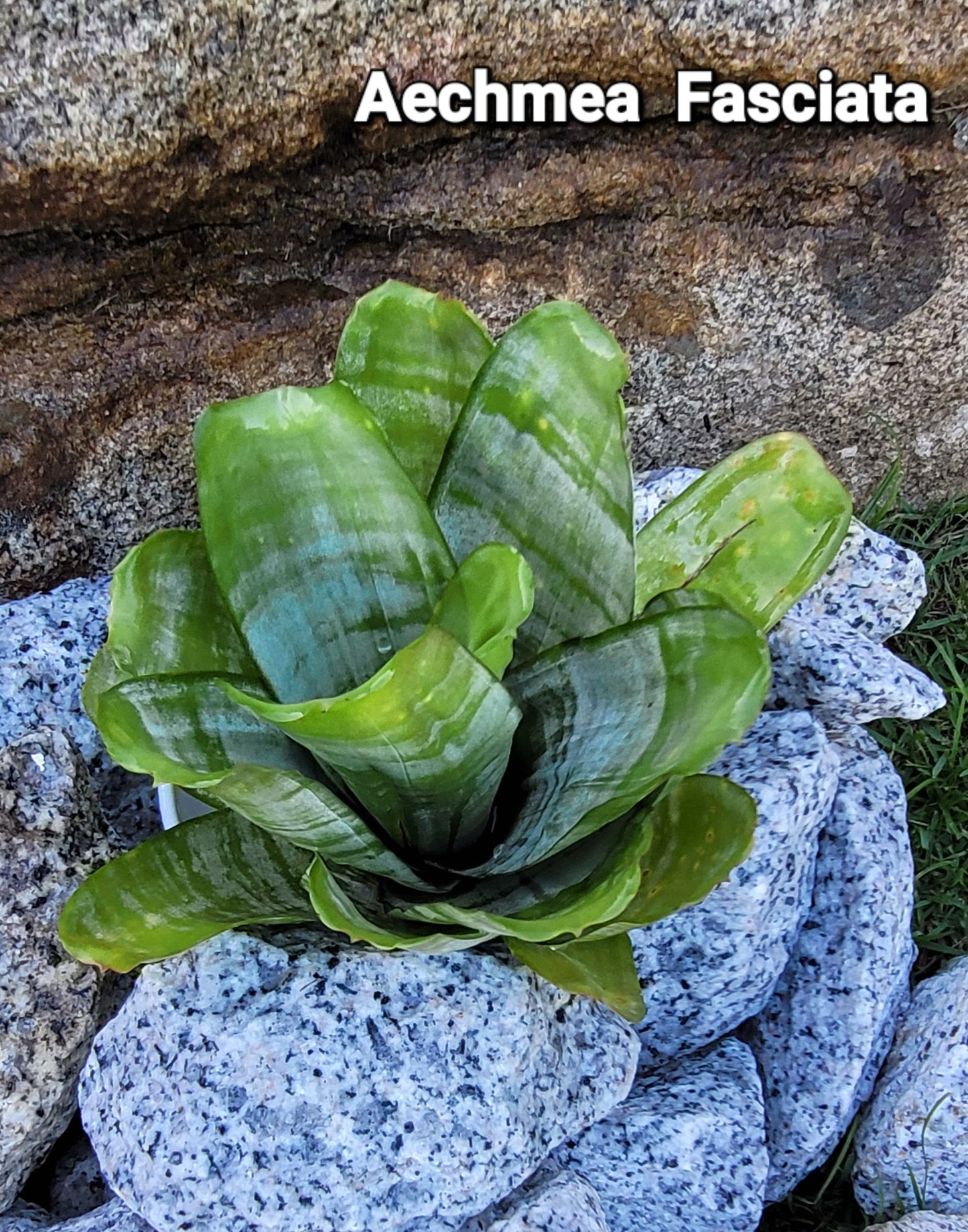 AECHMEA FASCIATA
