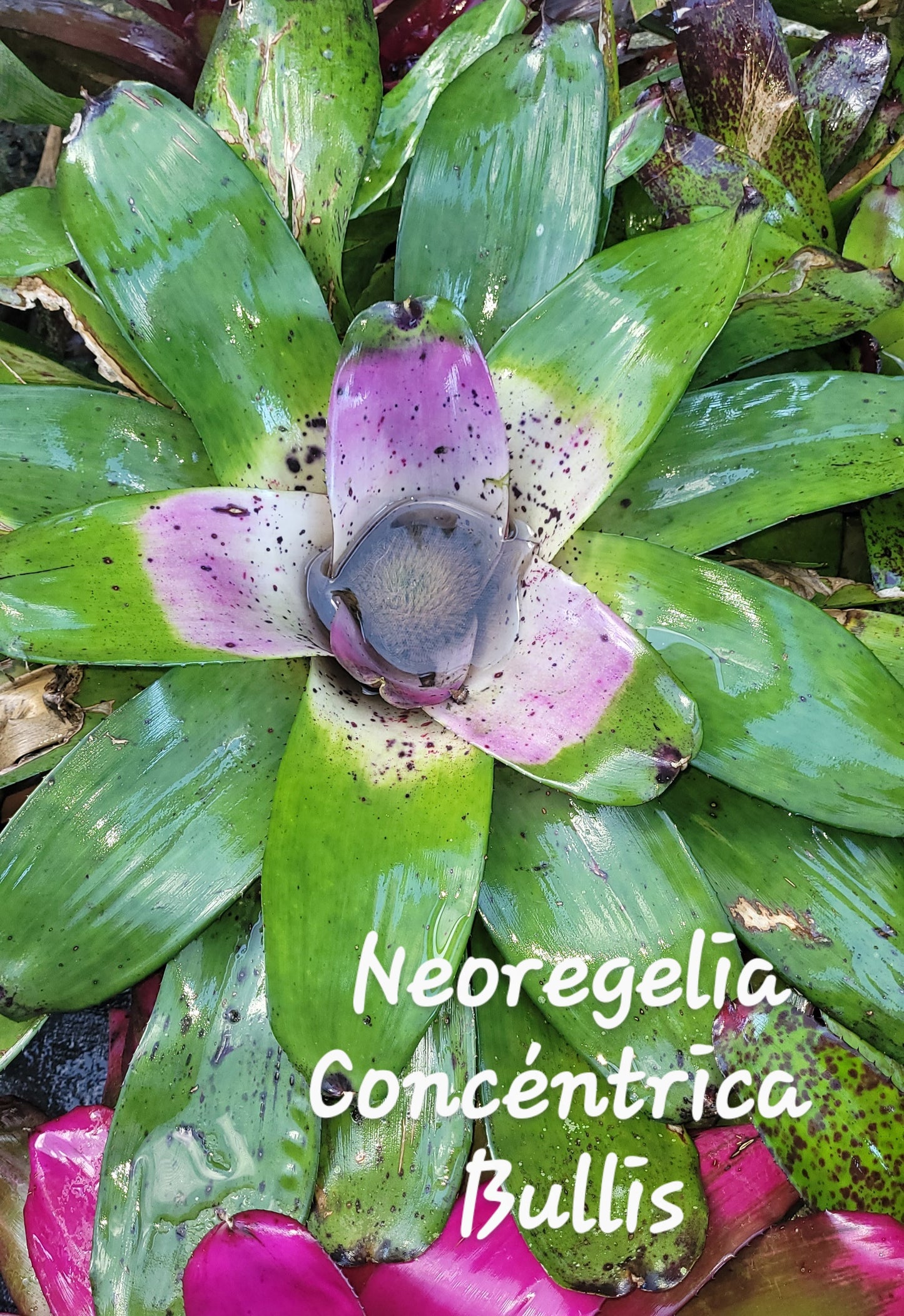 NEOREGELIA CONCENTRICA BULLIS