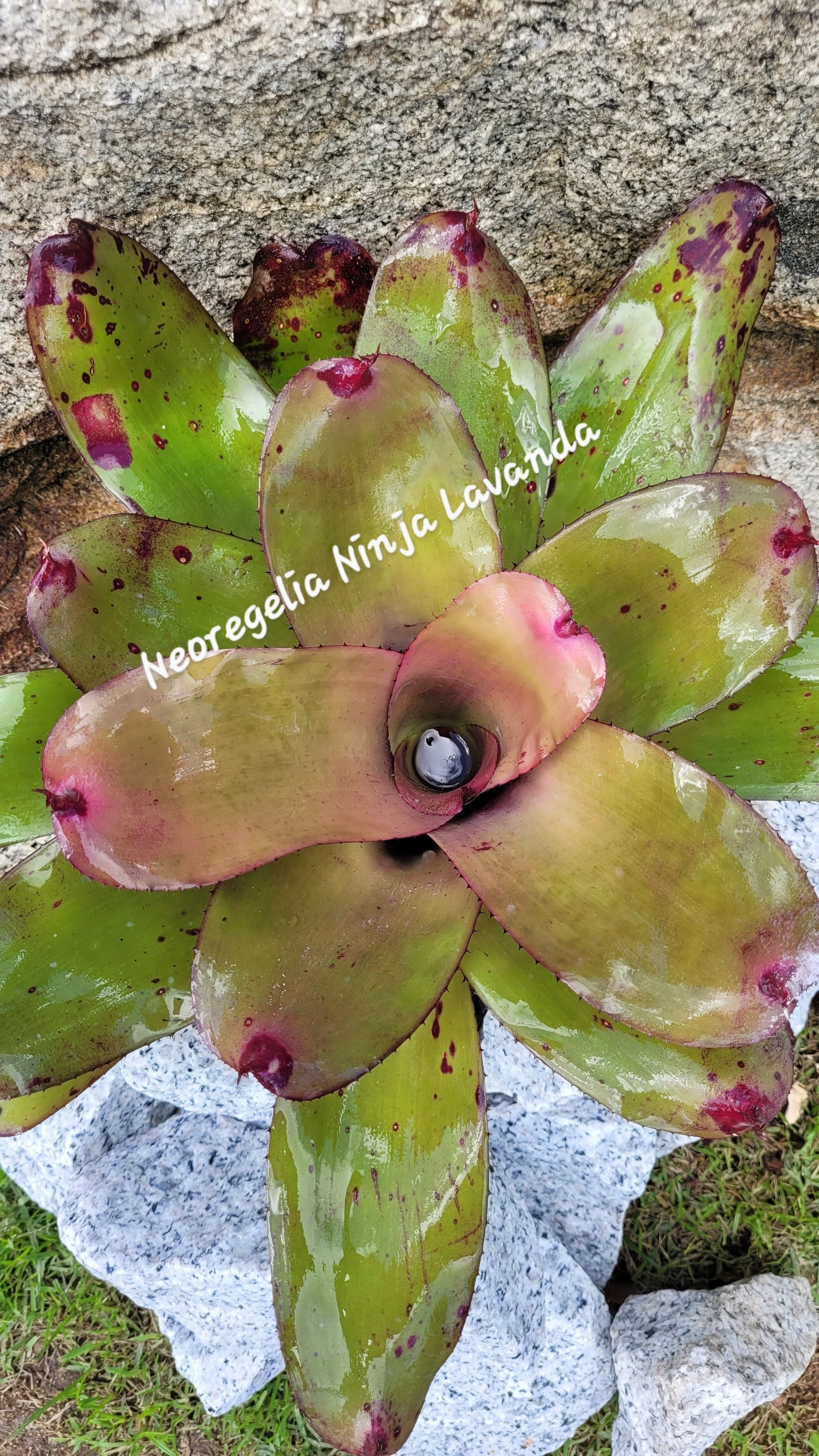 NEOREGELIA NINJA LAVANDA