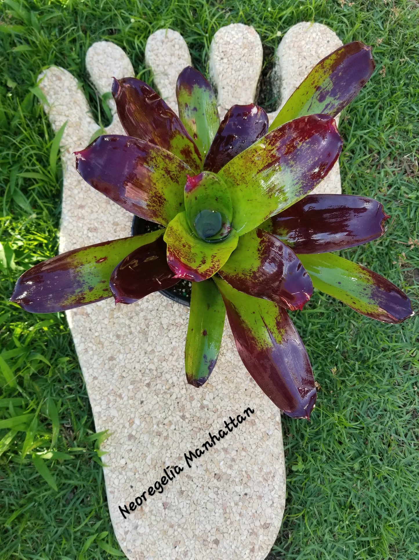 NEOREGELIA MANHATTAN