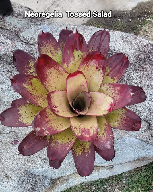NEOREGELIA TOSSED SALAD