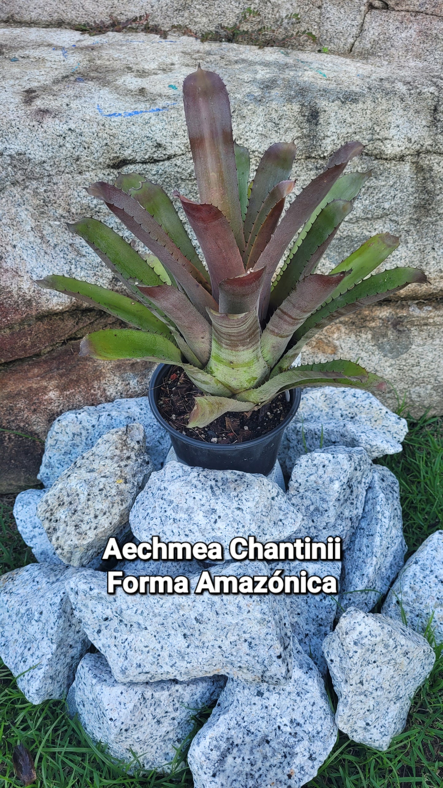 AECHMEA CHANTINII FORMA AMAZONICA (COLECCION)