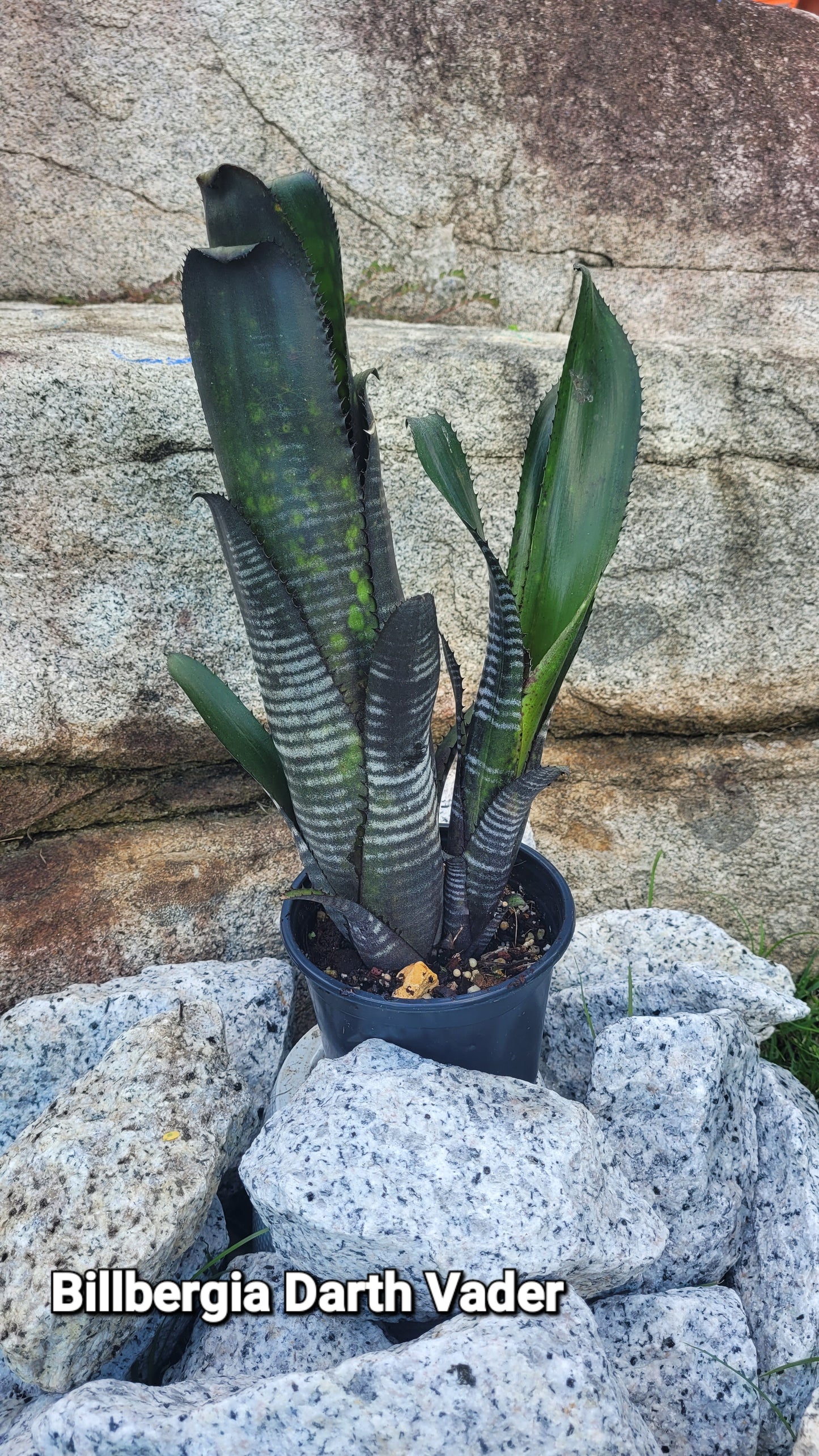 BILLBERGIA DARTH VADER