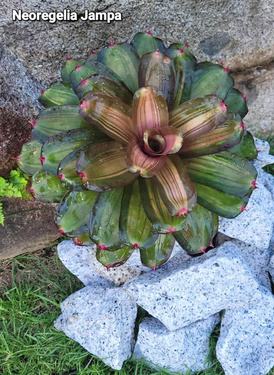 NEOREGELIA JAMPA