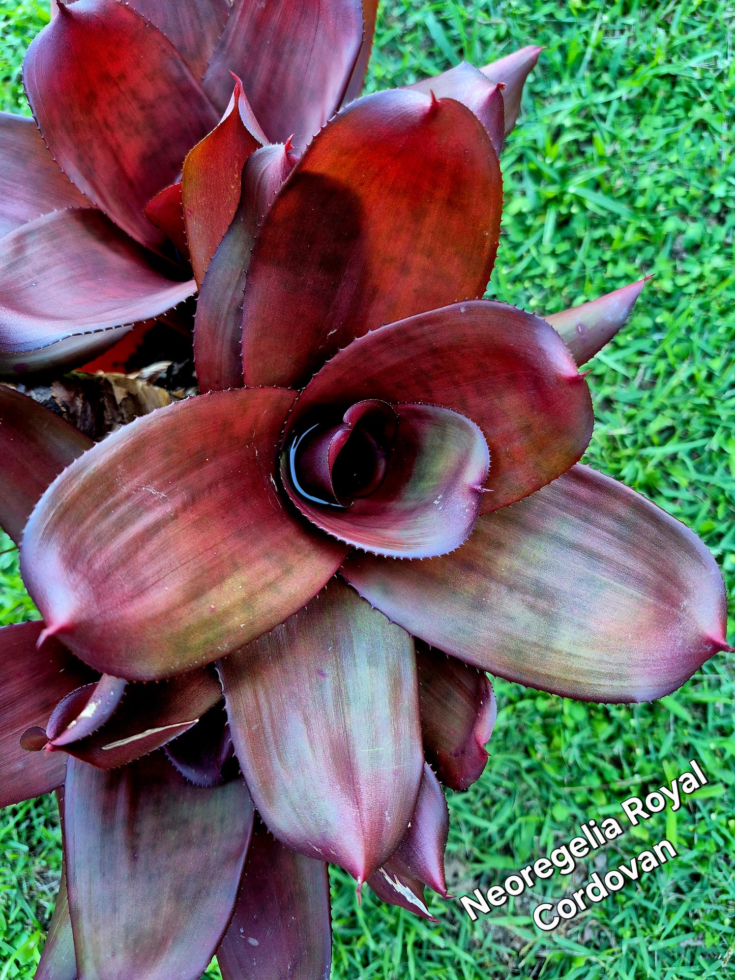 NEOREGELIA ROYAL CORDOVAN