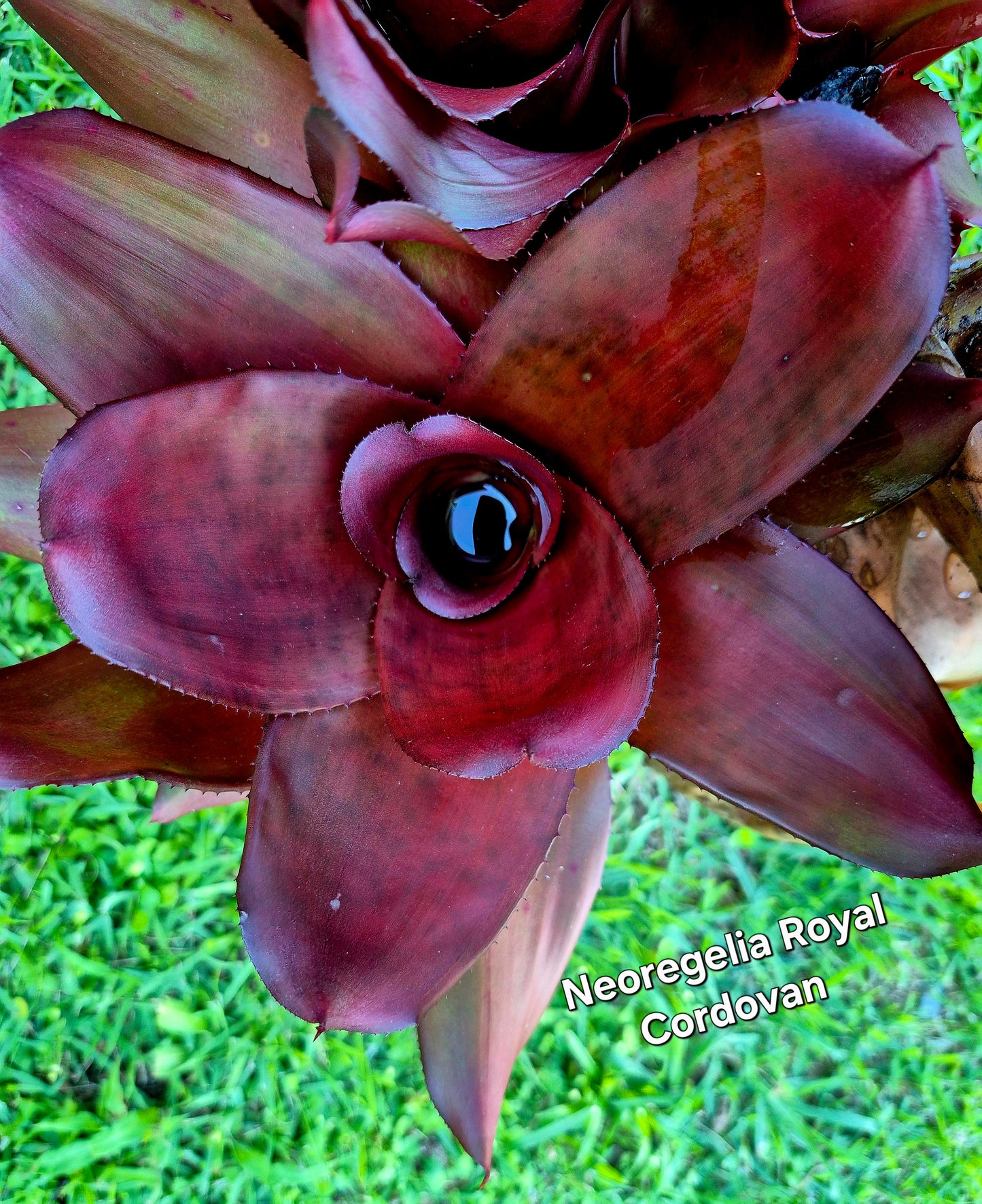 NEOREGELIA ROYAL CORDOVAN