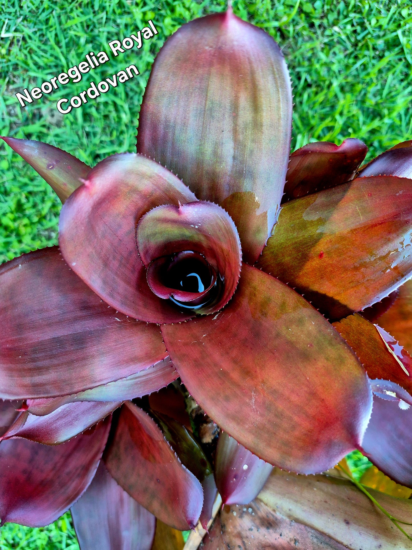 NEOREGELIA ROYAL CORDOVAN