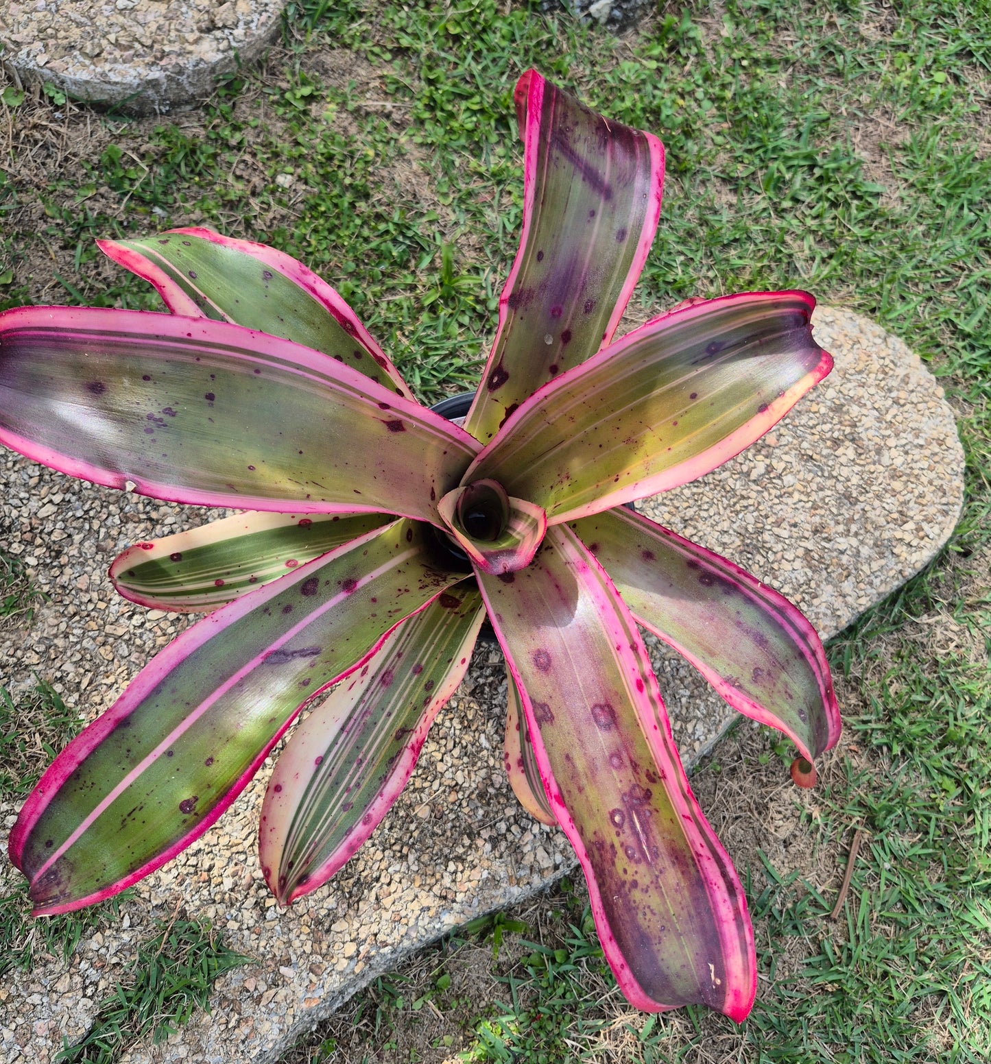 NEOREGELIA 'RED LIGHT SPECIAL'