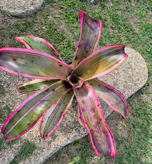 NEOREGELIA 'RED LIGHT SPECIAL'