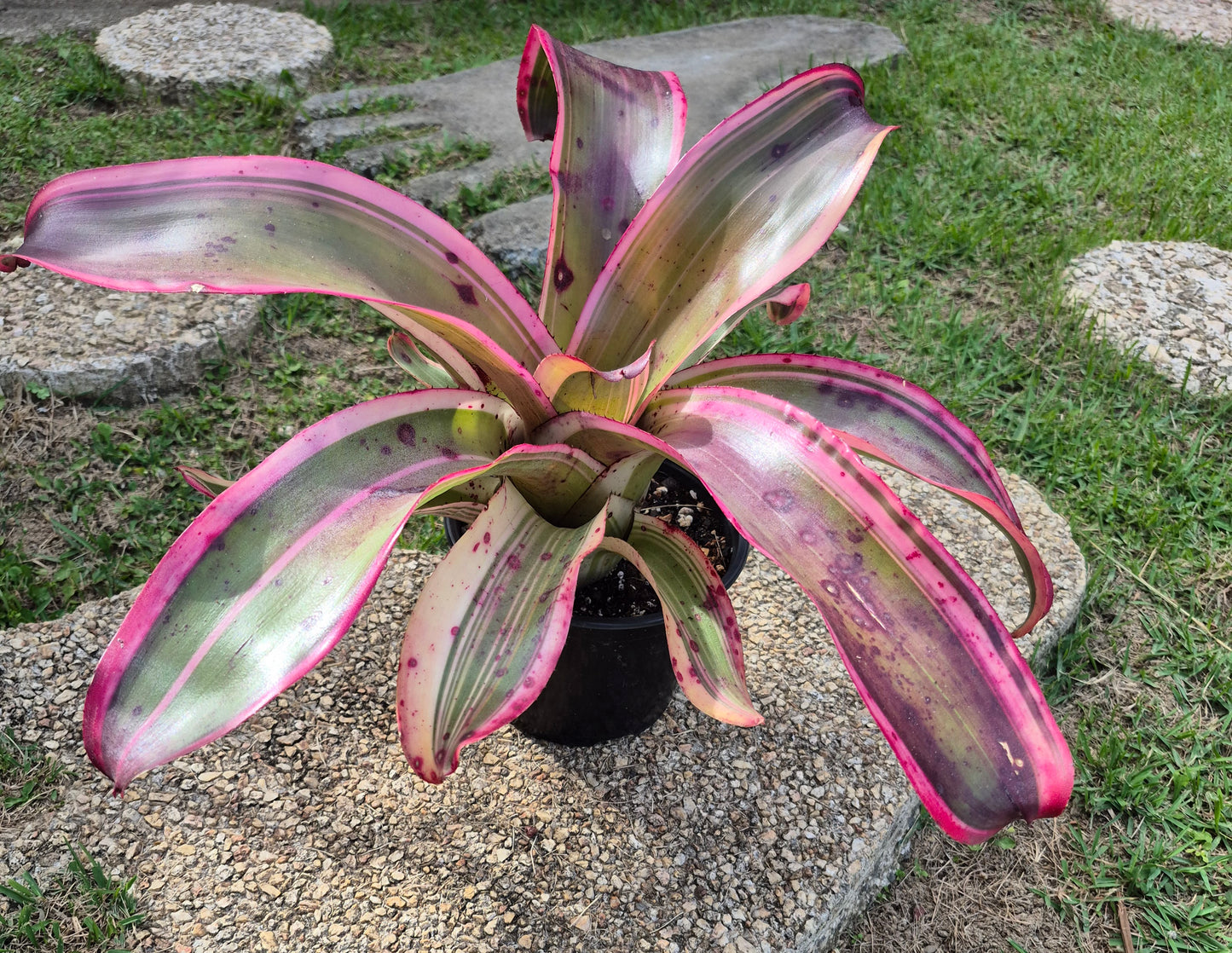 NEOREGELIA 'RED LIGHT SPECIAL'