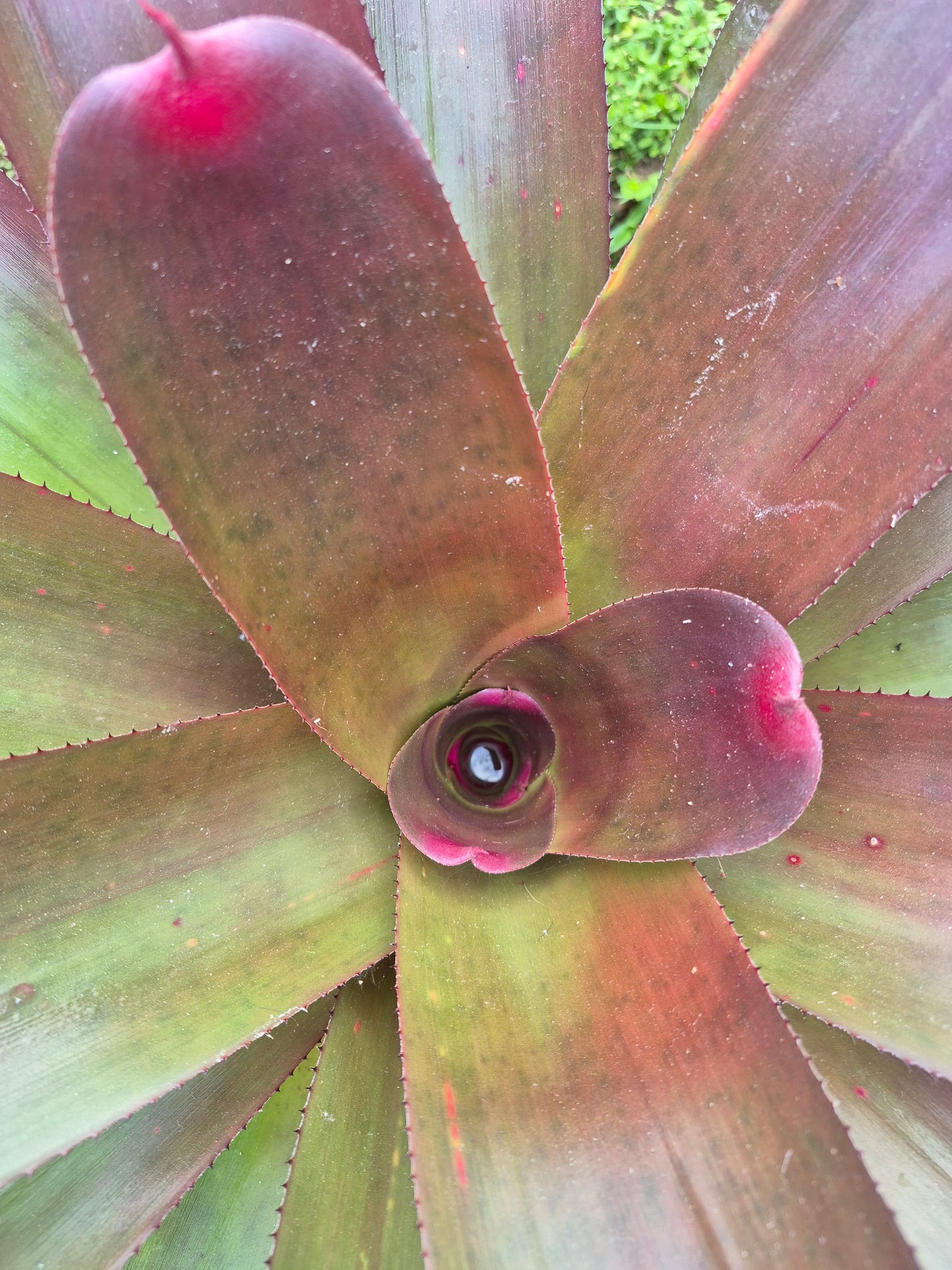 NEOREGELIA JOHANNIS RED