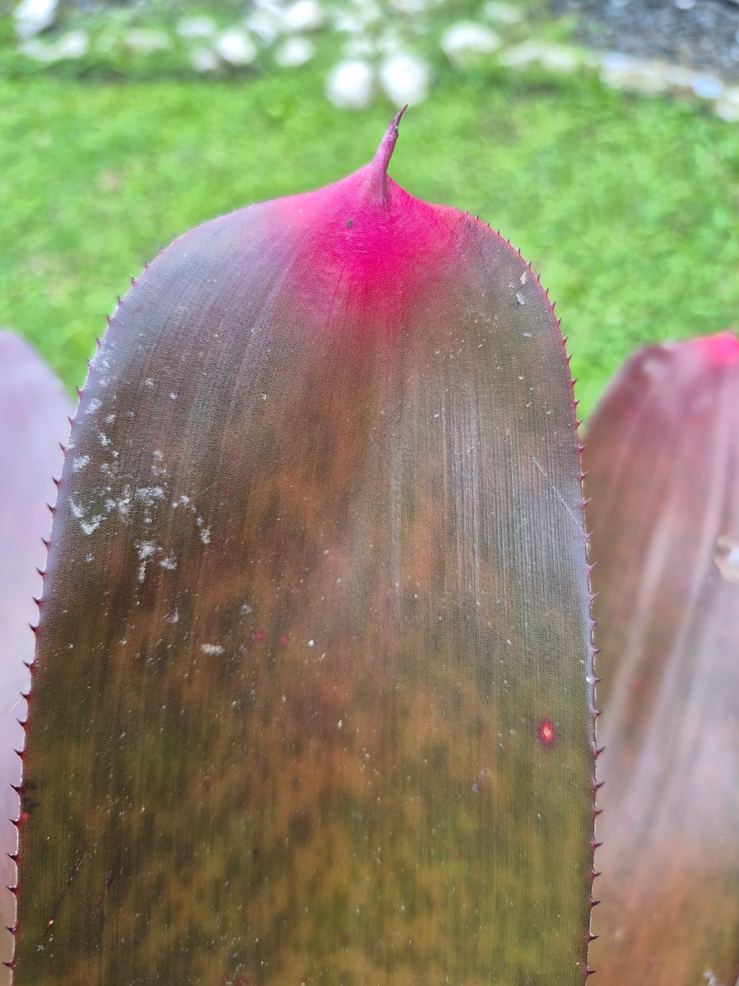 NEOREGELIA JOHANNIS RED