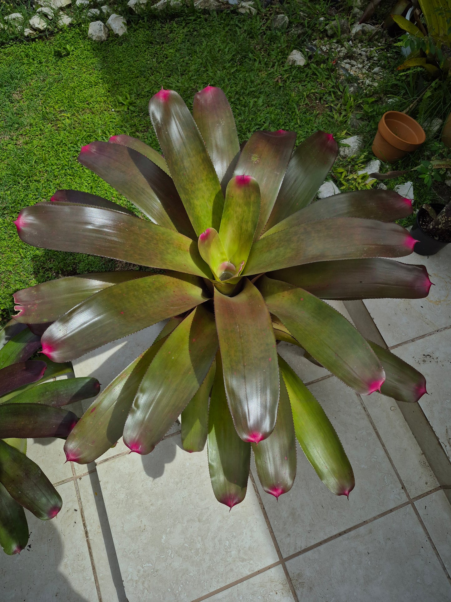 NEOREGELIA JOHANNIS RED