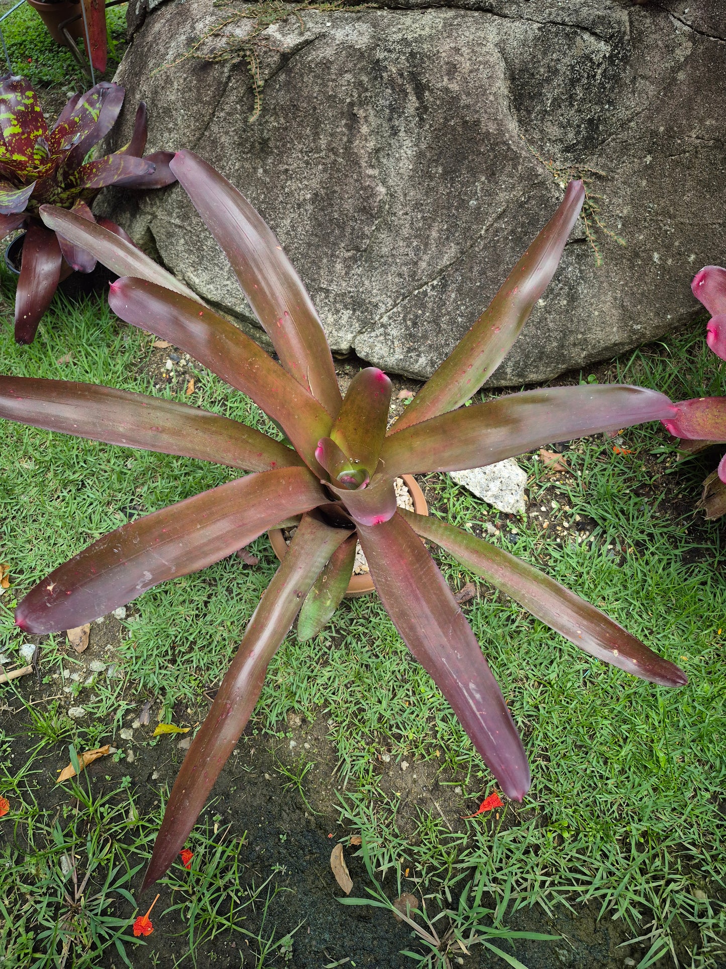NEOREGELIA JOHANNIS RED