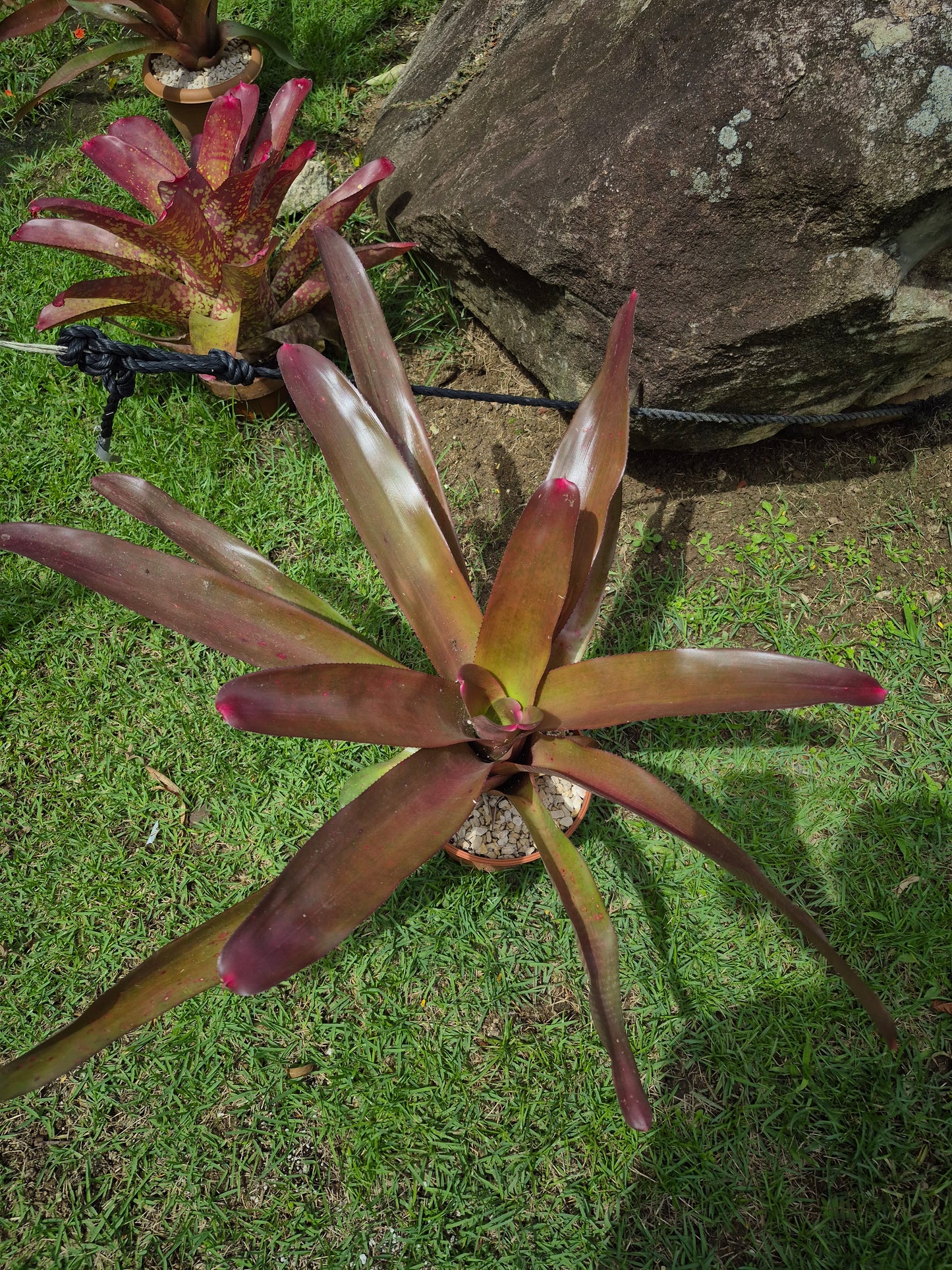 NEOREGELIA JOHANNIS RED