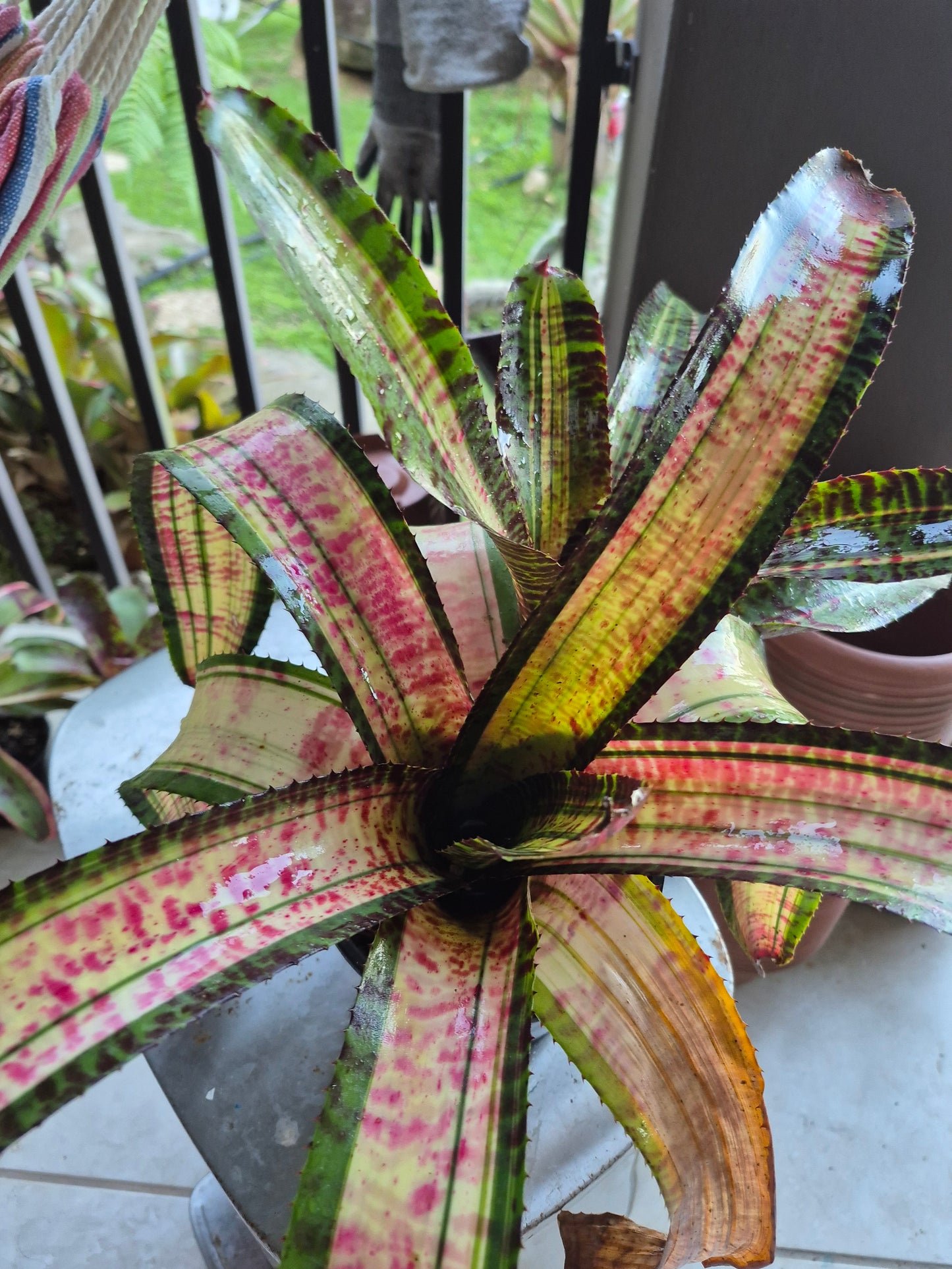 NEOREGELIA 'TEARS OF FIRE'