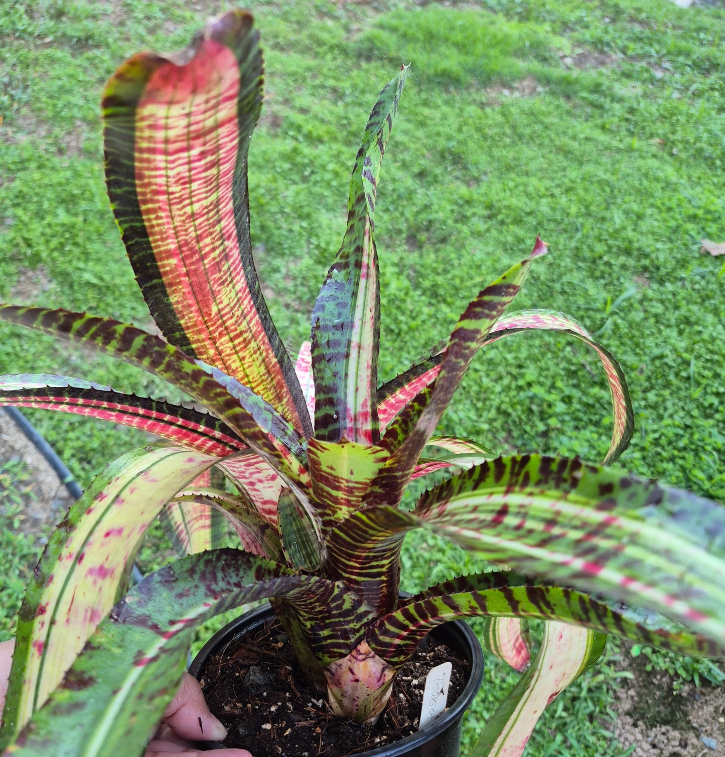 NEOREGELIA 'TEARS OF FIRE'