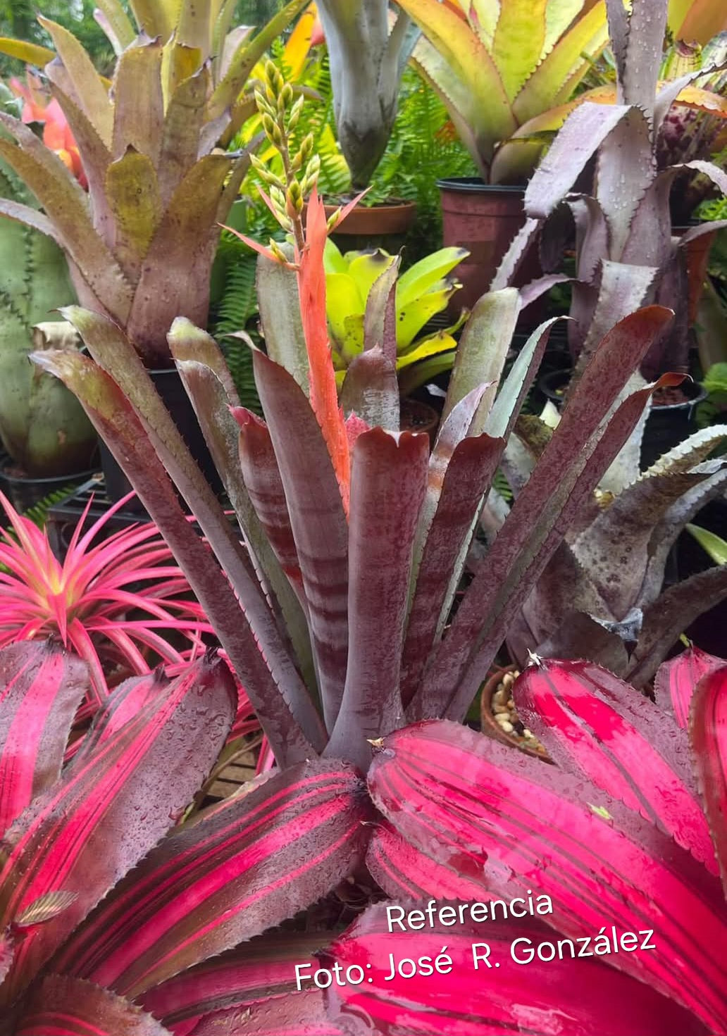 AECHMEA CHANTINII FORMA AMAZONICA (COLECCION)